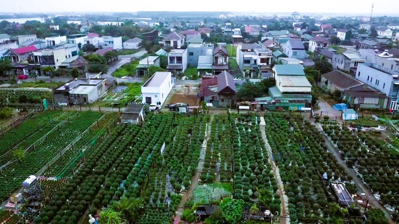 L&agrave;ng hoa Tết nức tiếng ở Quảng Trị tất bật v&agrave;o vụ- Ảnh 10.