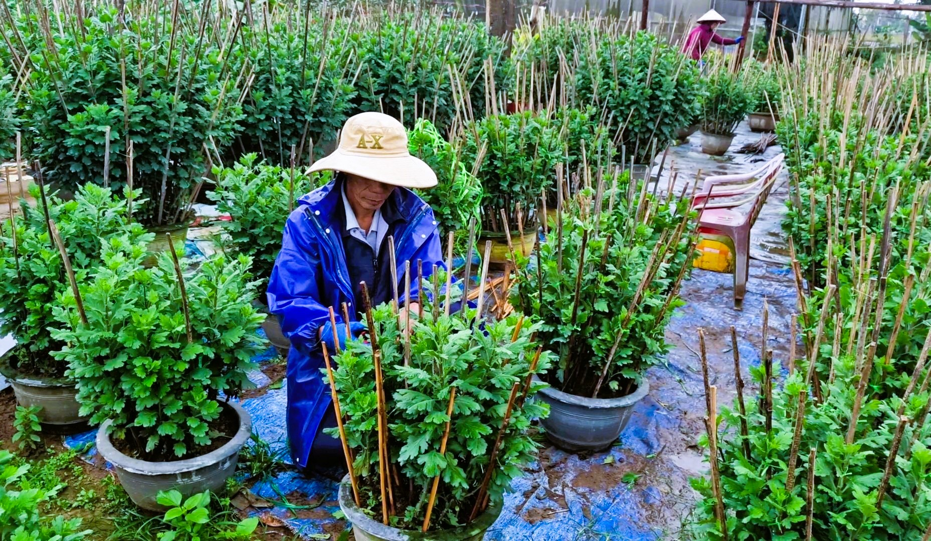 L&agrave;ng hoa Tết nức tiếng ở Quảng Trị tất bật v&agrave;o vụ- Ảnh 11.