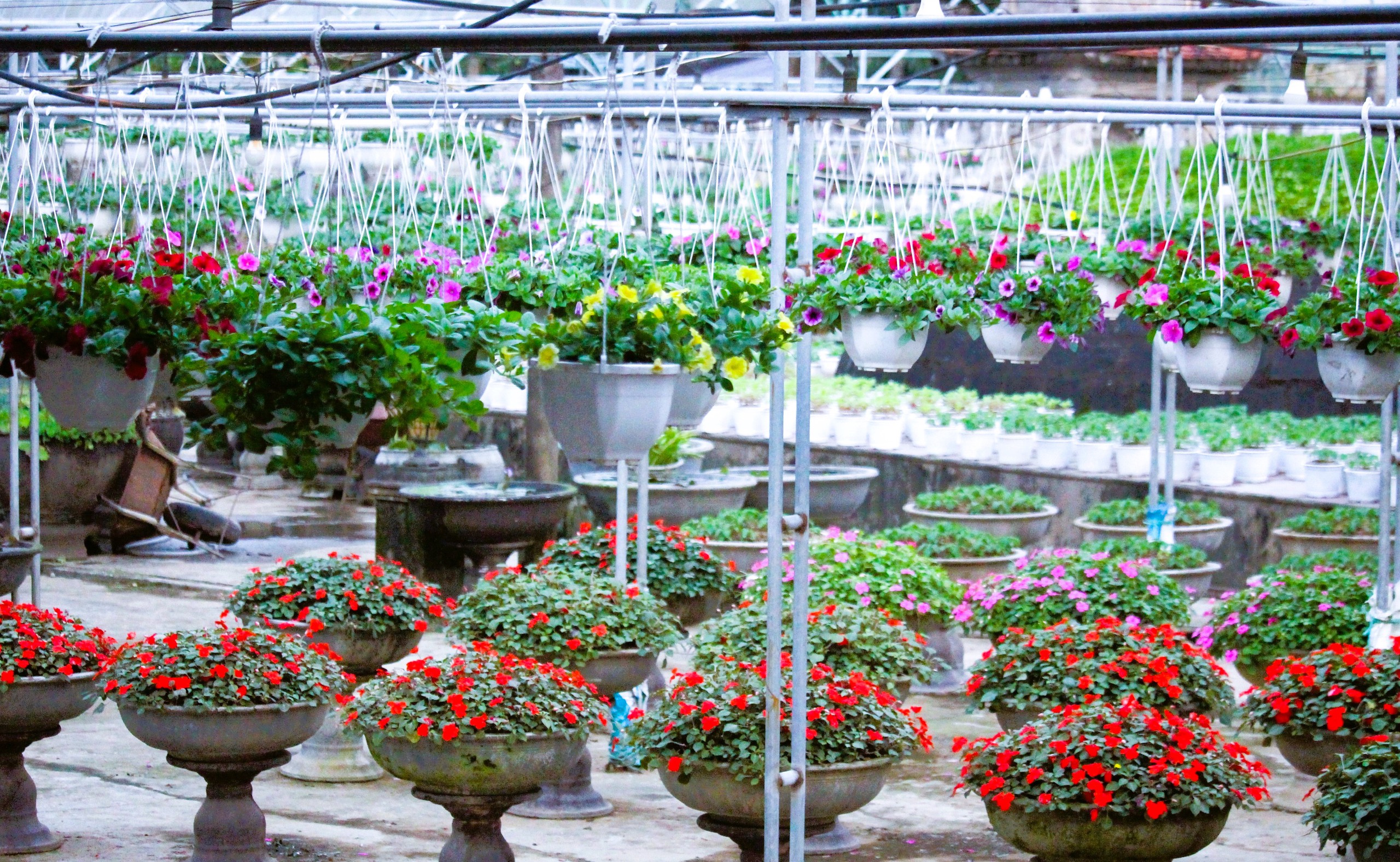 L&agrave;ng hoa Tết nức tiếng ở Quảng Trị tất bật v&agrave;o vụ- Ảnh 12.