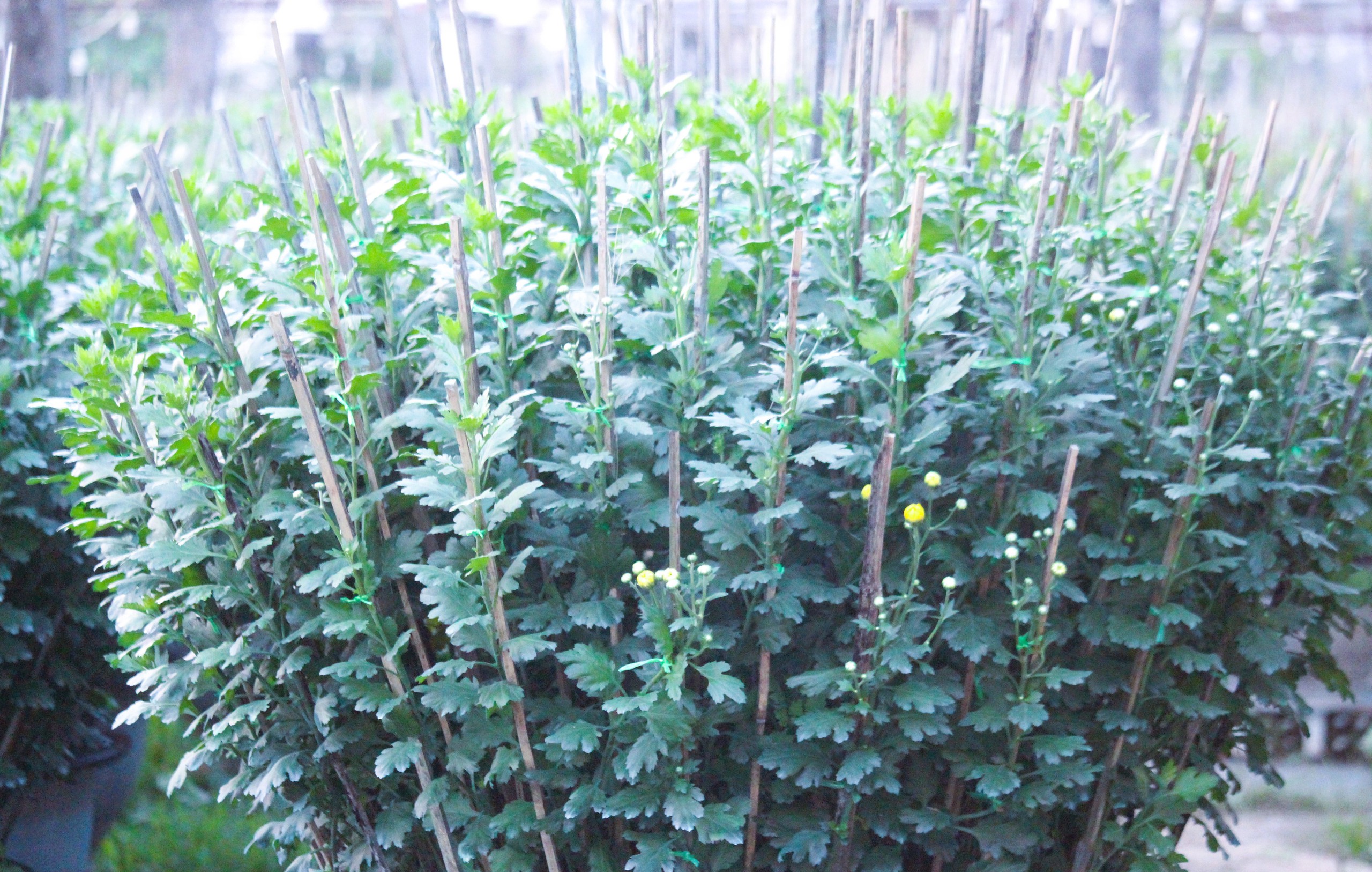 L&agrave;ng hoa Tết nức tiếng ở Quảng Trị tất bật v&agrave;o vụ- Ảnh 13.