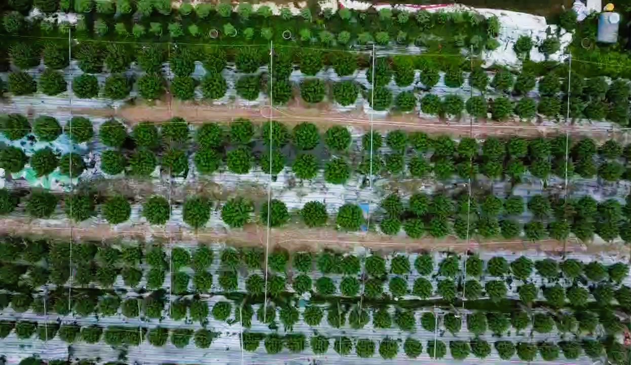 L&agrave;ng hoa Tết nức tiếng ở Quảng Trị tất bật v&agrave;o vụ- Ảnh 3.