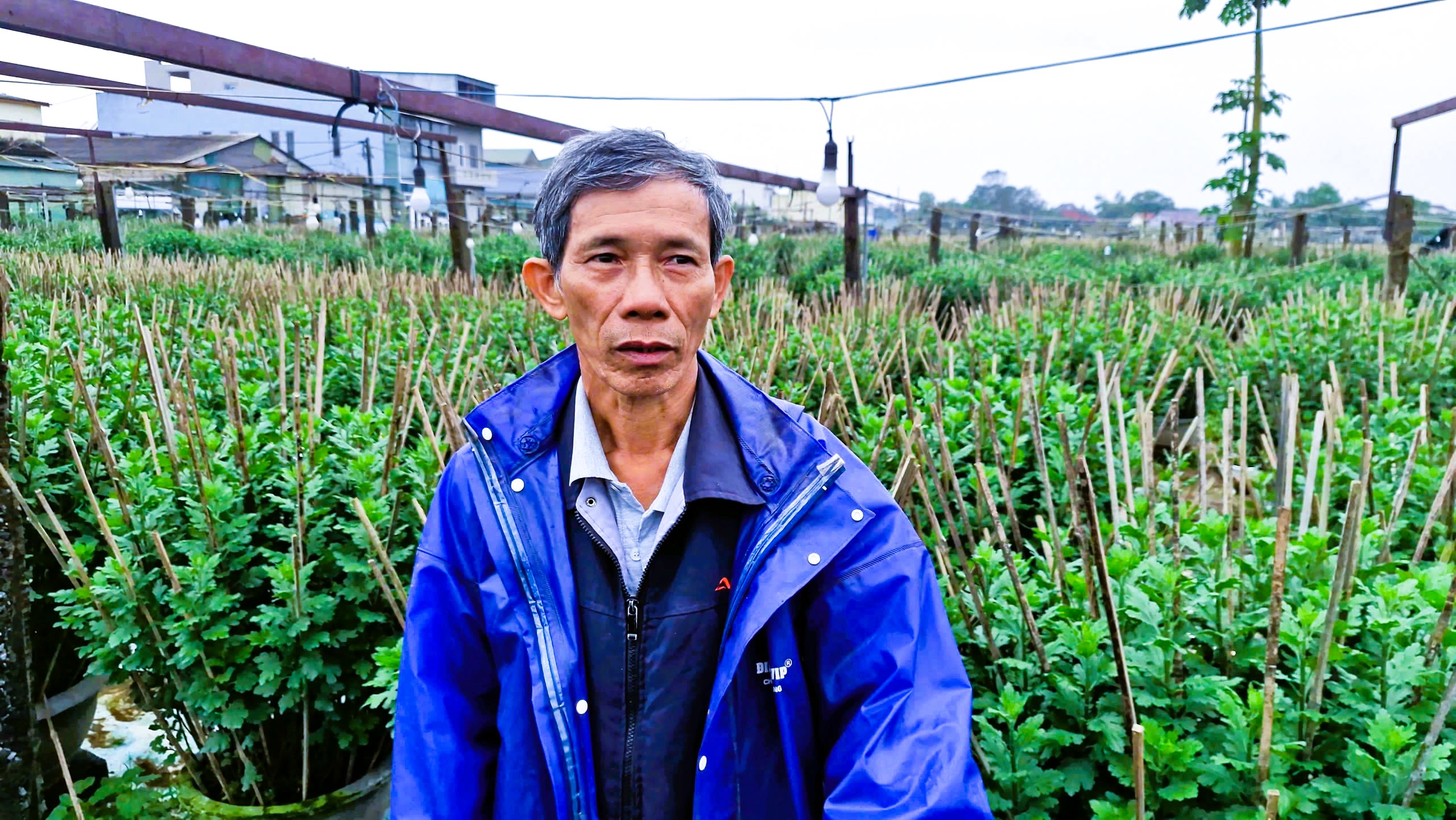 L&agrave;ng hoa Tết nức tiếng ở Quảng Trị tất bật v&agrave;o vụ- Ảnh 6.