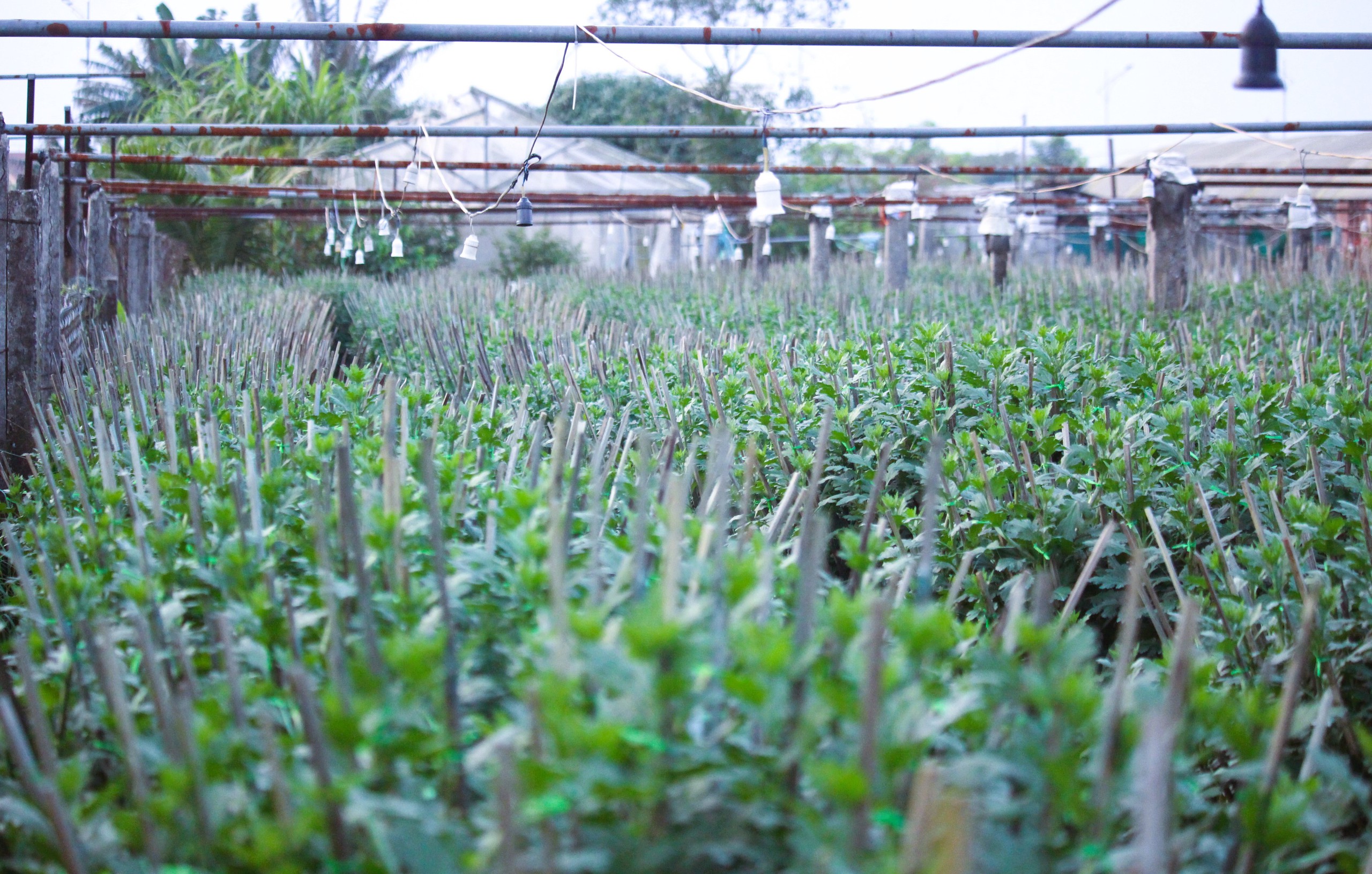 L&agrave;ng hoa Tết nức tiếng ở Quảng Trị tất bật v&agrave;o vụ- Ảnh 7.