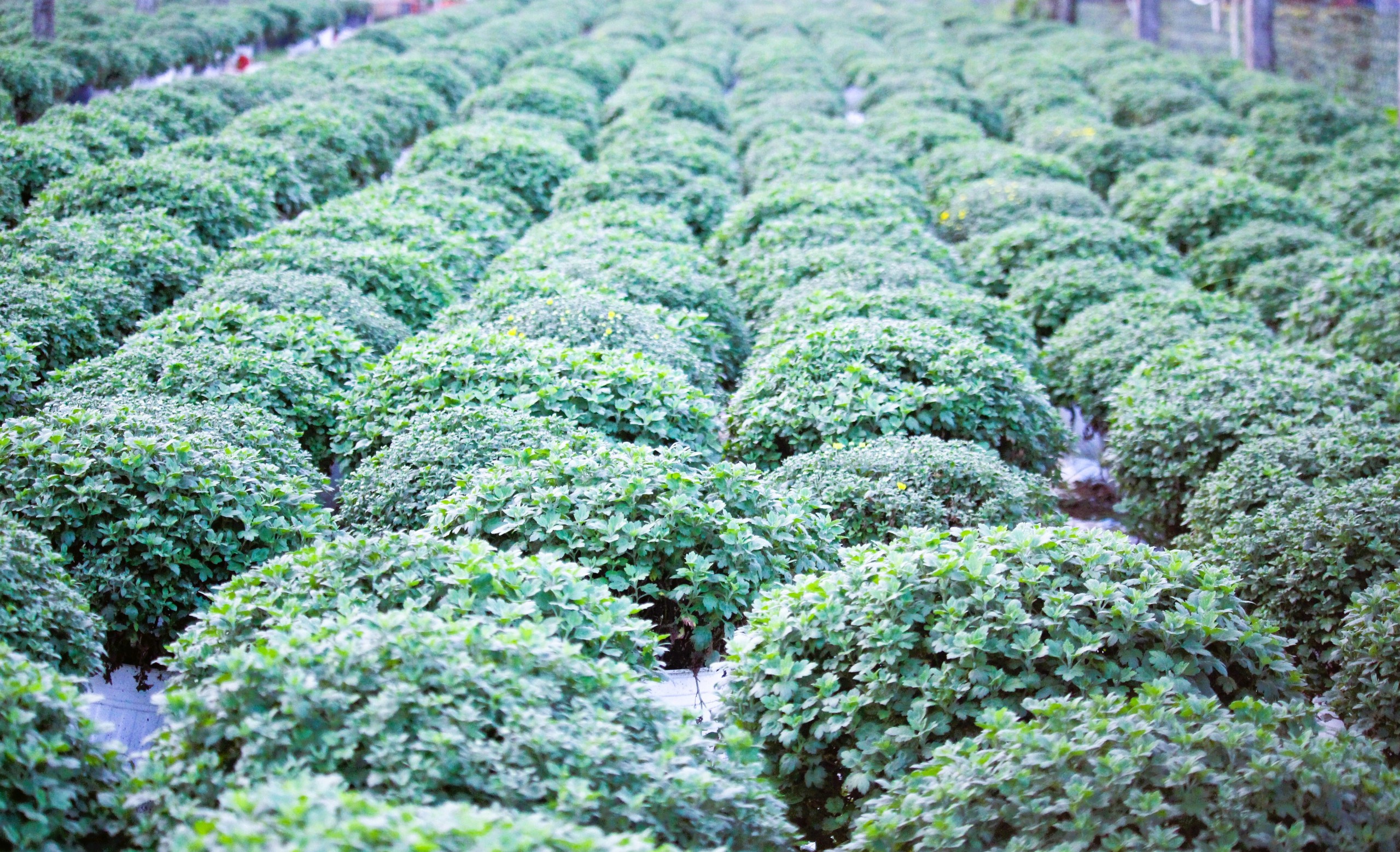 L&agrave;ng hoa Tết nức tiếng ở Quảng Trị tất bật v&agrave;o vụ- Ảnh 9.