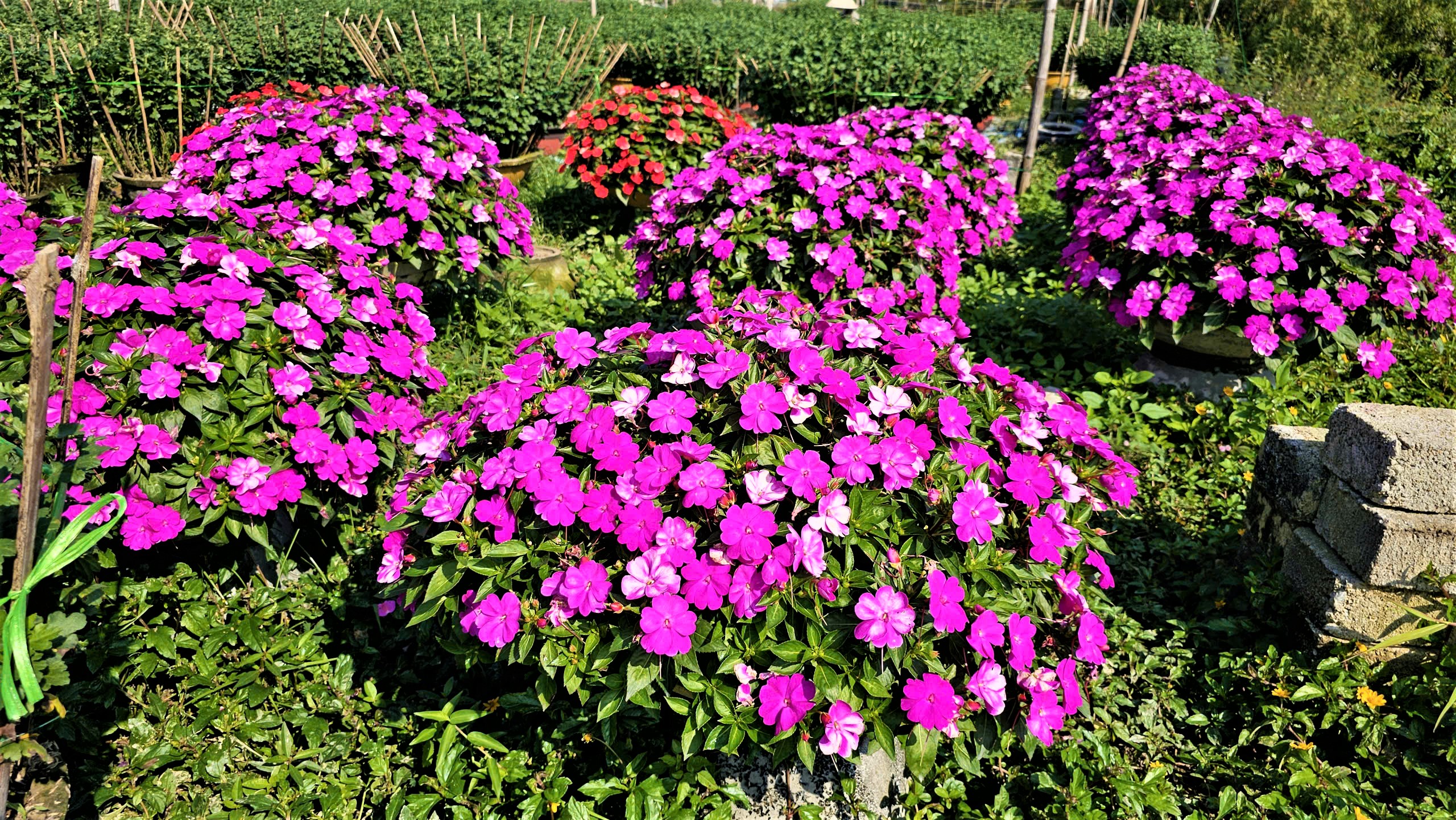 Huế: L&agrave;ng hoa Tết "hồi sinh" sau lũ lịch sử- Ảnh 8.