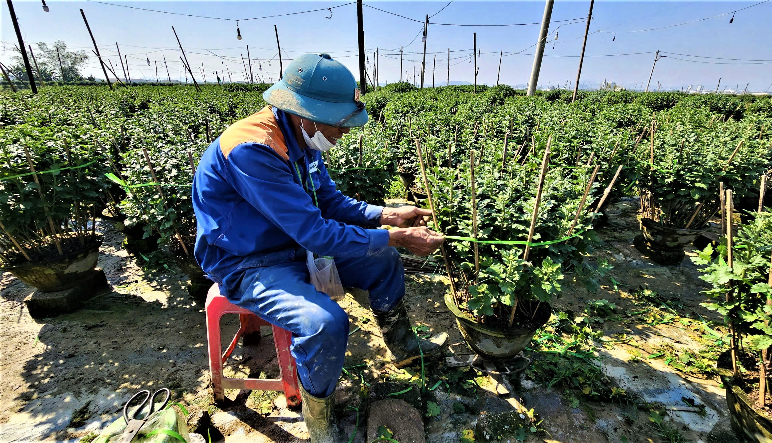 Huế: L&agrave;ng hoa Tết "hồi sinh" sau lũ lịch sử- Ảnh 5.