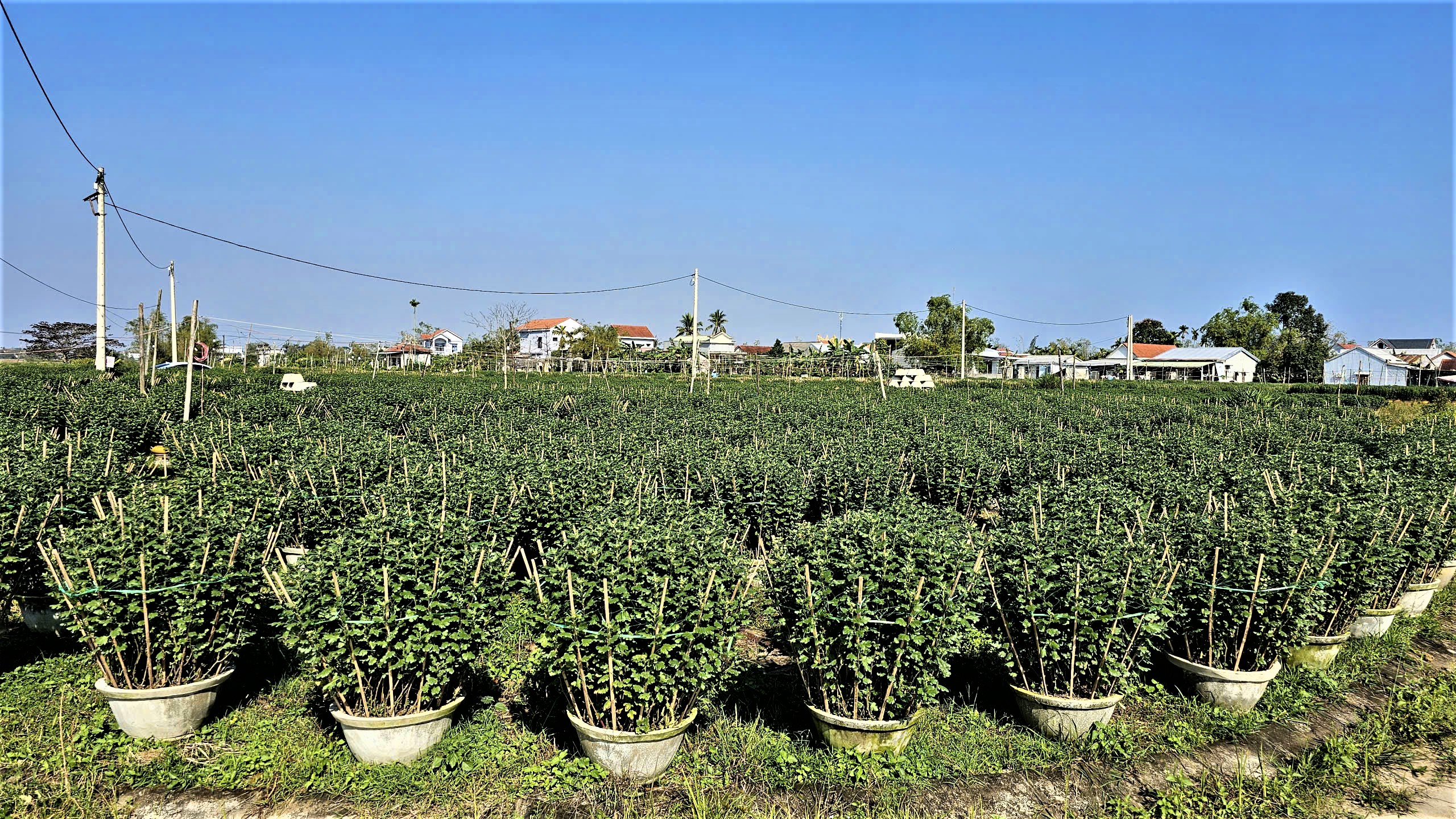 Huế: L&agrave;ng hoa Tết "hồi sinh" sau lũ lịch sử- Ảnh 4.