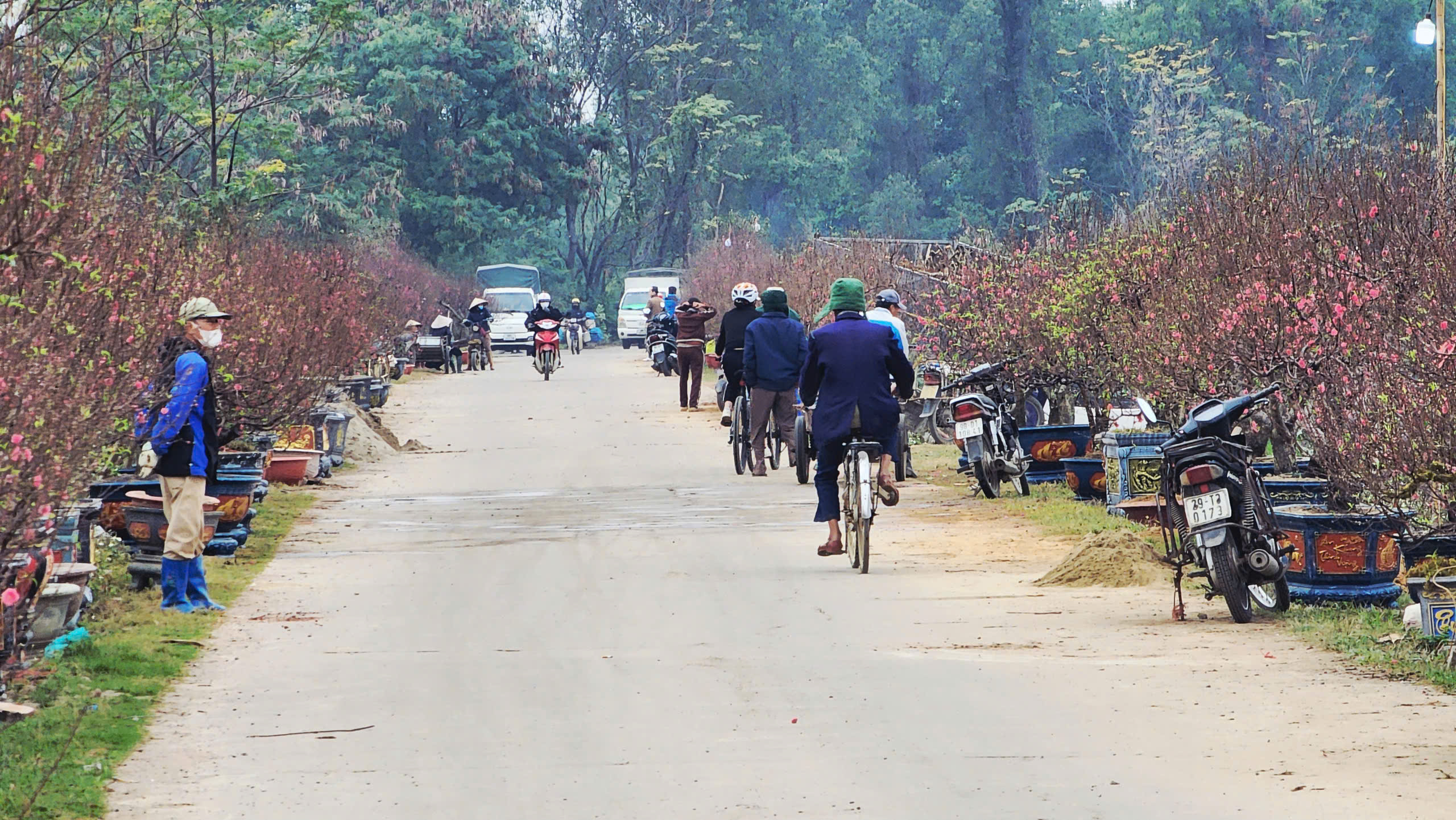 "L&agrave;ng đ&agrave;o Nhật T&acirc;n tr&ecirc;n đất Kinh Bắc" nhộn nhịp v&agrave;o vụ Tết- Ảnh 1.