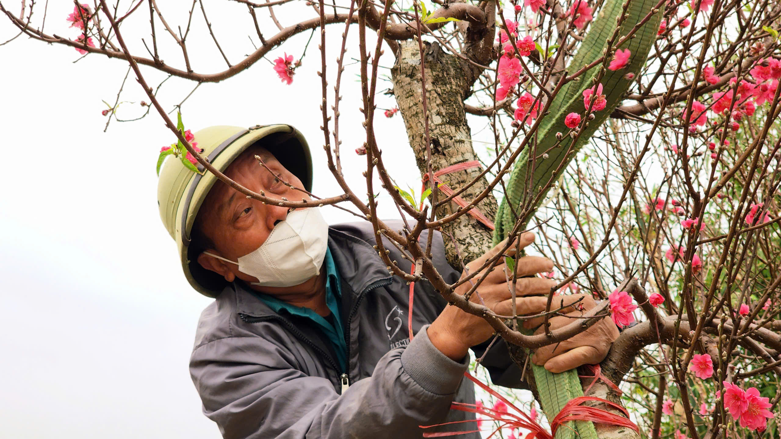 "L&agrave;ng đ&agrave;o Nhật T&acirc;n tr&ecirc;n đất Kinh Bắc" nhộn nhịp v&agrave;o vụ Tết- Ảnh 9.