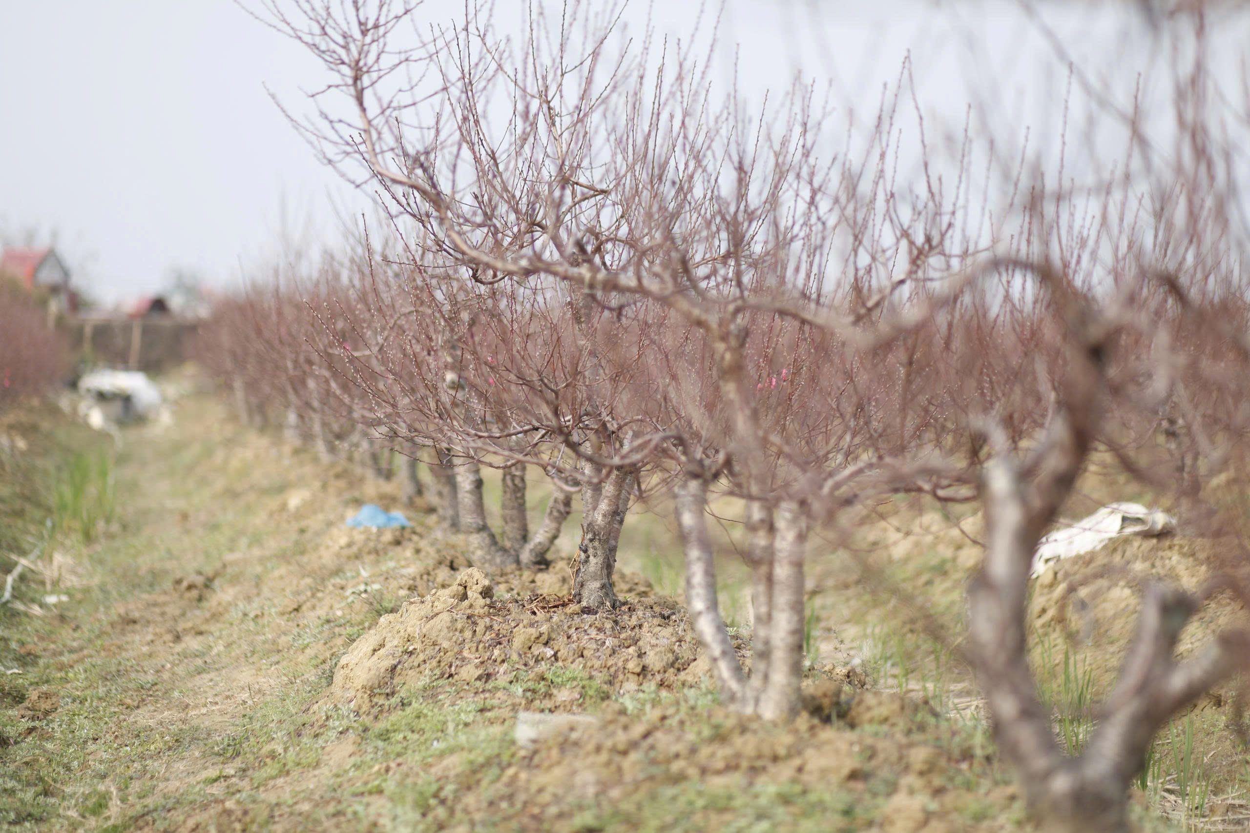 "L&agrave;ng đ&agrave;o Nhật T&acirc;n tr&ecirc;n đất Kinh Bắc" nhộn nhịp v&agrave;o vụ Tết- Ảnh 11.