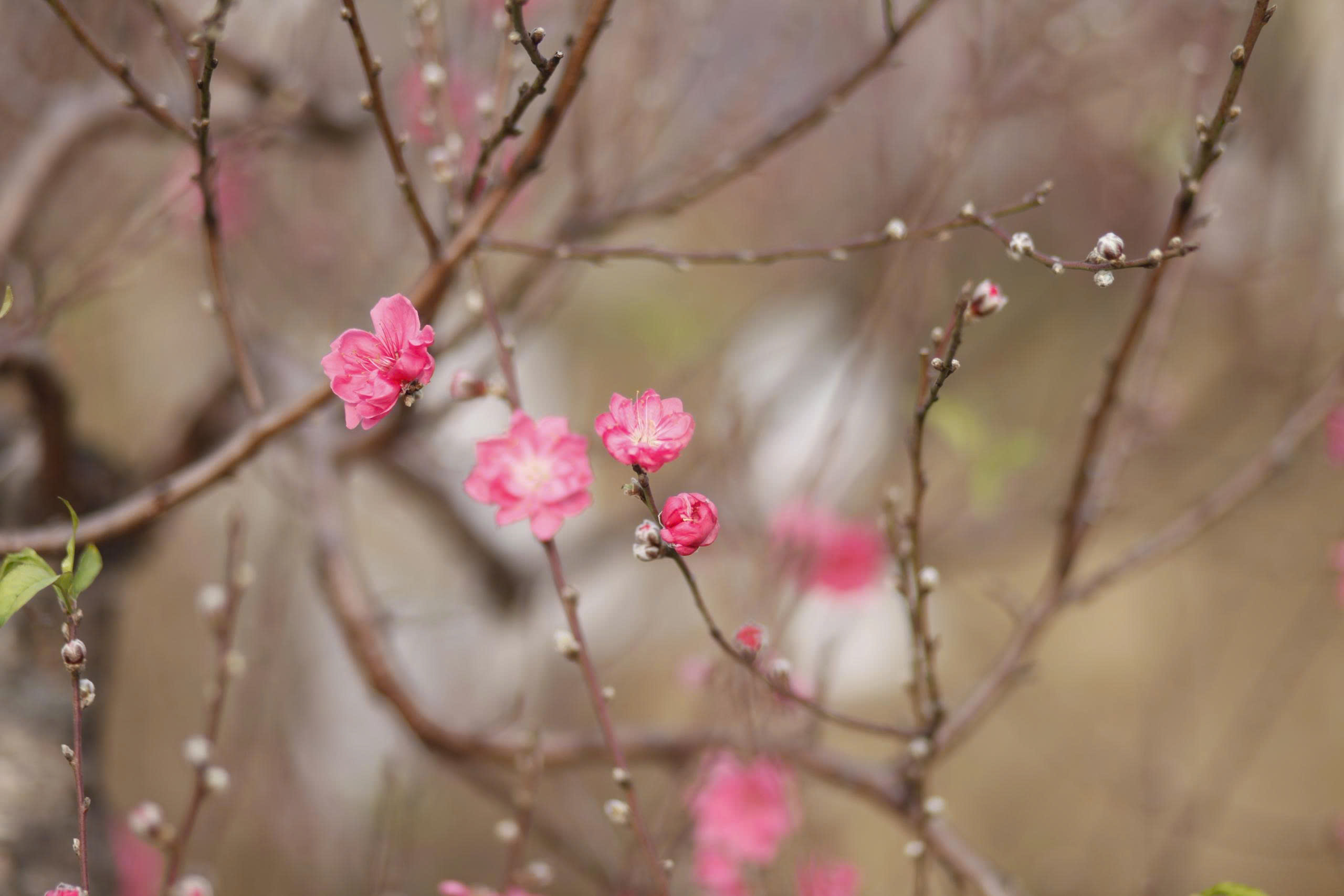 "L&agrave;ng đ&agrave;o Nhật T&acirc;n tr&ecirc;n đất Kinh Bắc" nhộn nhịp v&agrave;o vụ Tết- Ảnh 12.