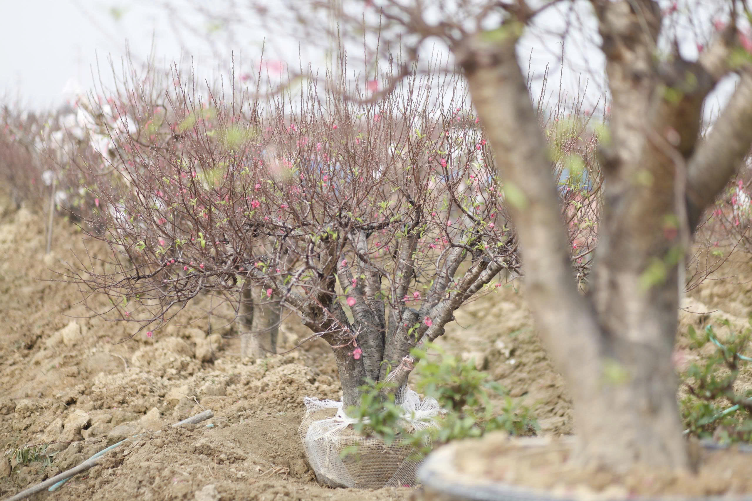 "L&agrave;ng đ&agrave;o Nhật T&acirc;n tr&ecirc;n đất Kinh Bắc" nhộn nhịp v&agrave;o vụ Tết- Ảnh 13.