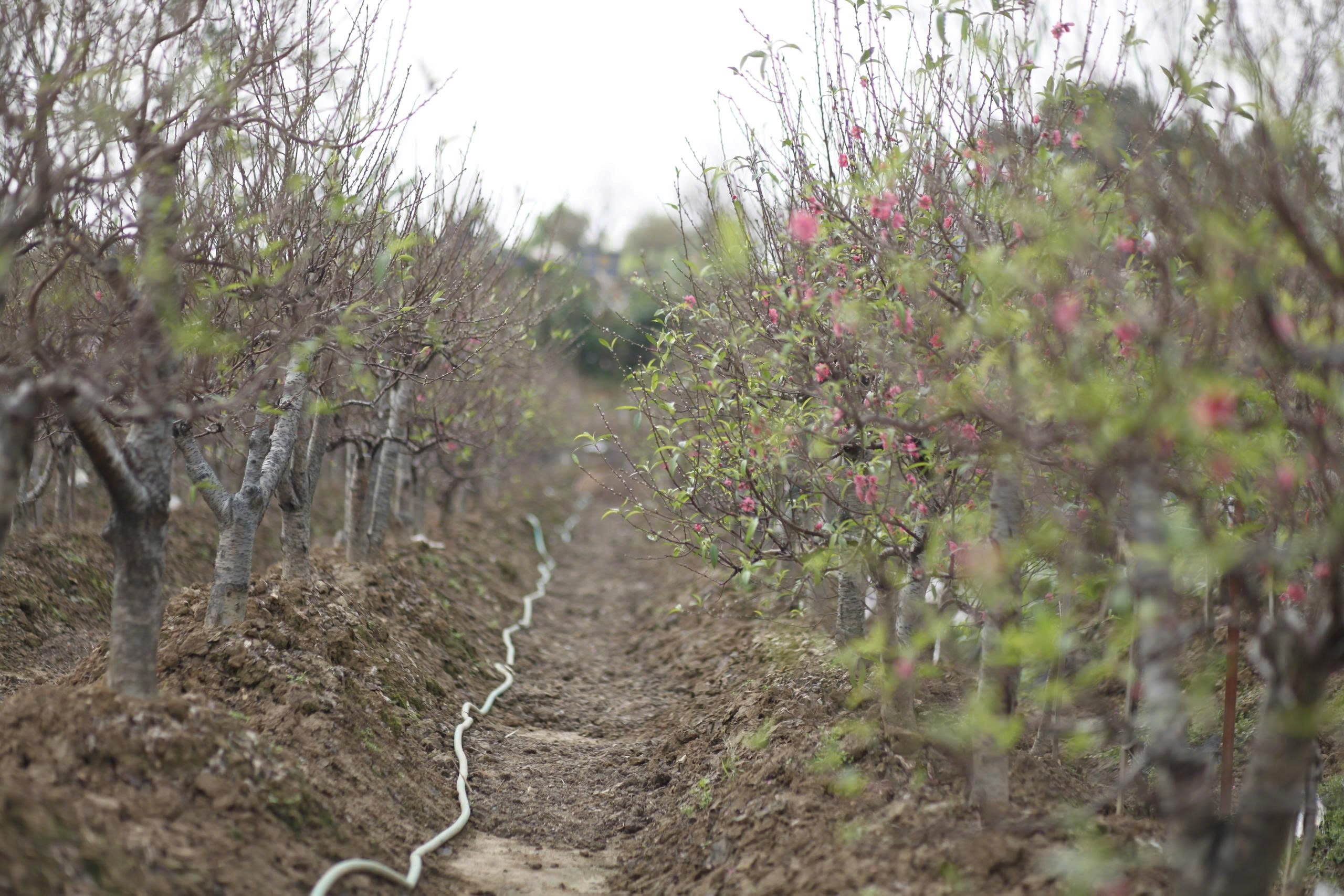 "L&agrave;ng đ&agrave;o Nhật T&acirc;n tr&ecirc;n đất Kinh Bắc" nhộn nhịp v&agrave;o vụ Tết- Ảnh 14.