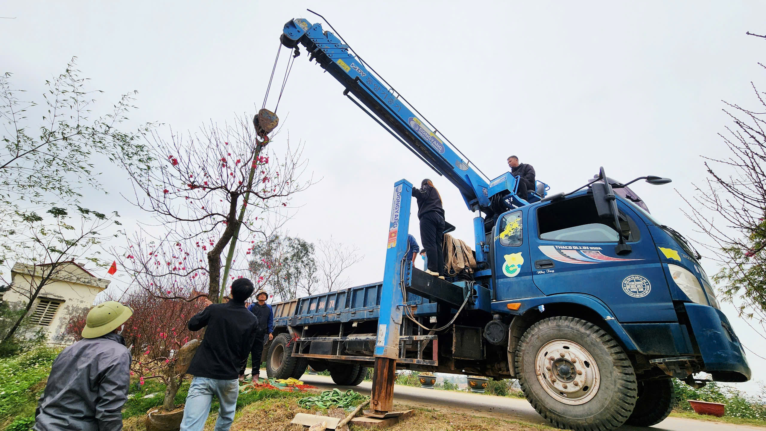 "L&agrave;ng đ&agrave;o Nhật T&acirc;n tr&ecirc;n đất Kinh Bắc" nhộn nhịp v&agrave;o vụ Tết- Ảnh 15.
