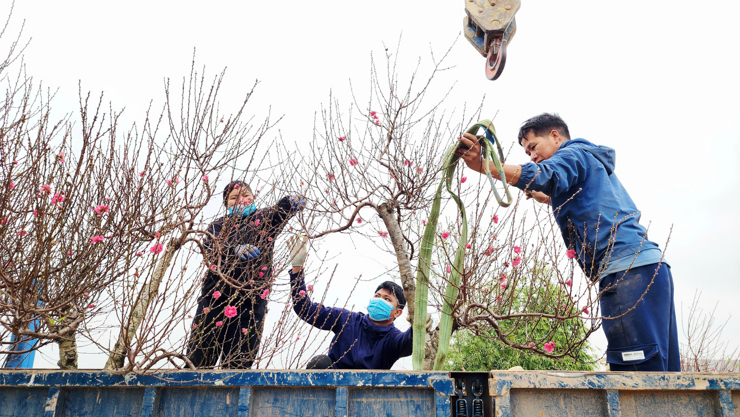 "L&agrave;ng đ&agrave;o Nhật T&acirc;n tr&ecirc;n đất Kinh Bắc" nhộn nhịp v&agrave;o vụ Tết- Ảnh 16.