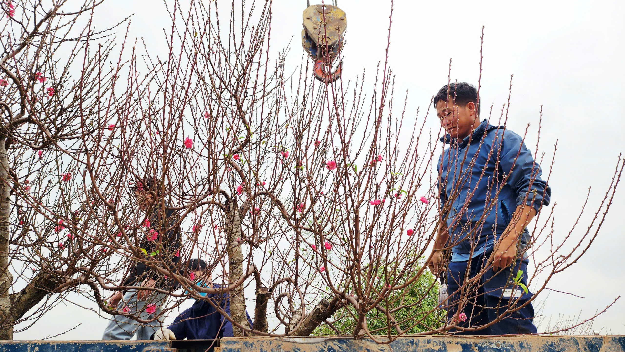"L&agrave;ng đ&agrave;o Nhật T&acirc;n tr&ecirc;n đất Kinh Bắc" nhộn nhịp v&agrave;o vụ Tết- Ảnh 17.