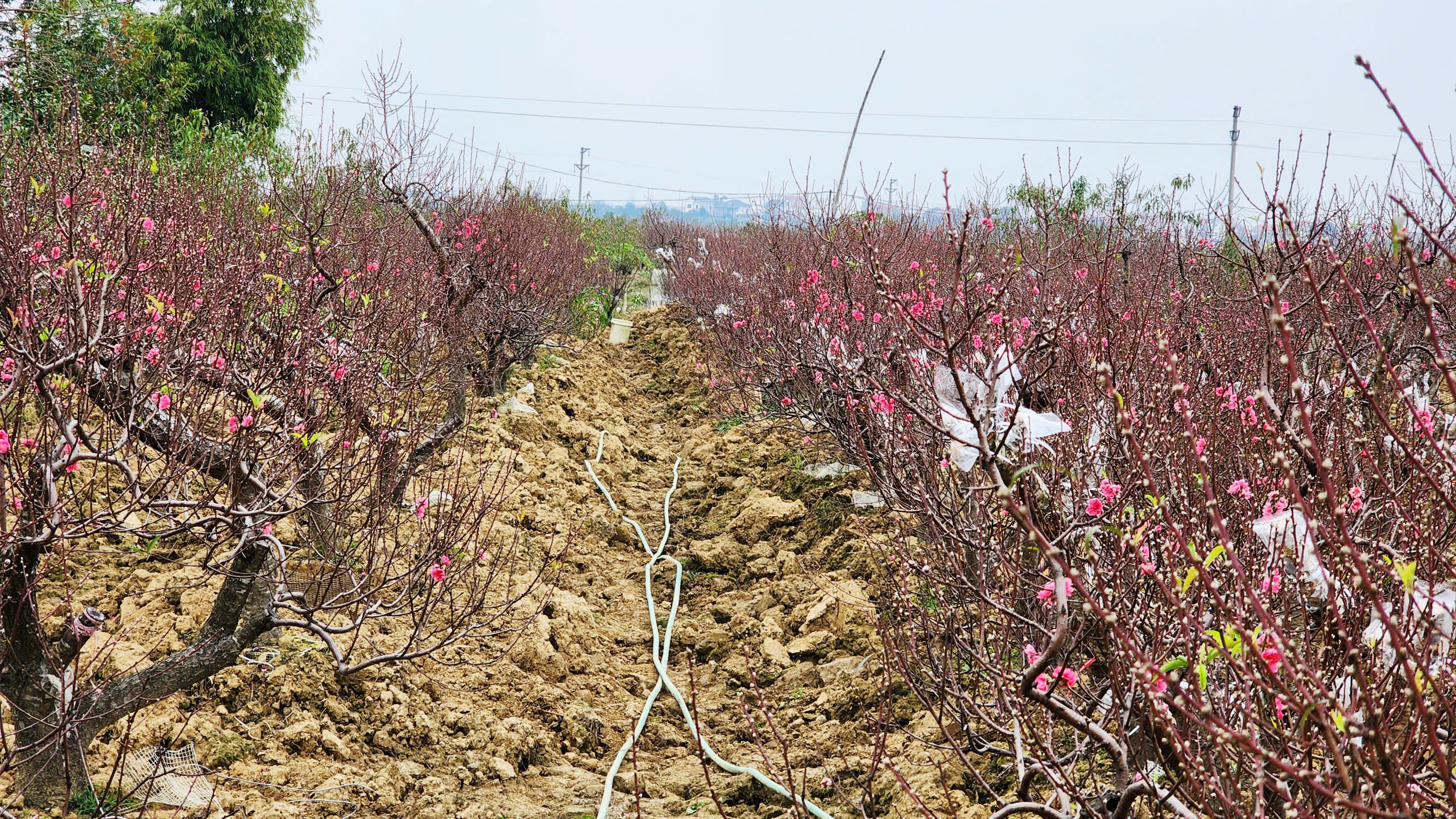 "L&agrave;ng đ&agrave;o Nhật T&acirc;n tr&ecirc;n đất Kinh Bắc" nhộn nhịp v&agrave;o vụ Tết- Ảnh 19.