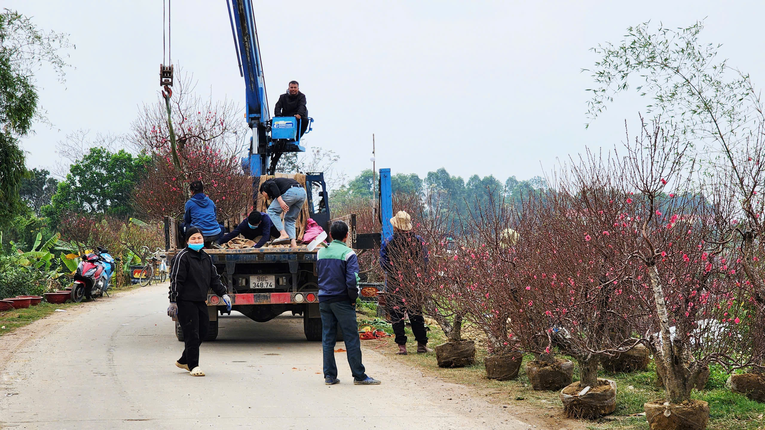 "L&agrave;ng đ&agrave;o Nhật T&acirc;n tr&ecirc;n đất Kinh Bắc" nhộn nhịp v&agrave;o vụ Tết- Ảnh 2.