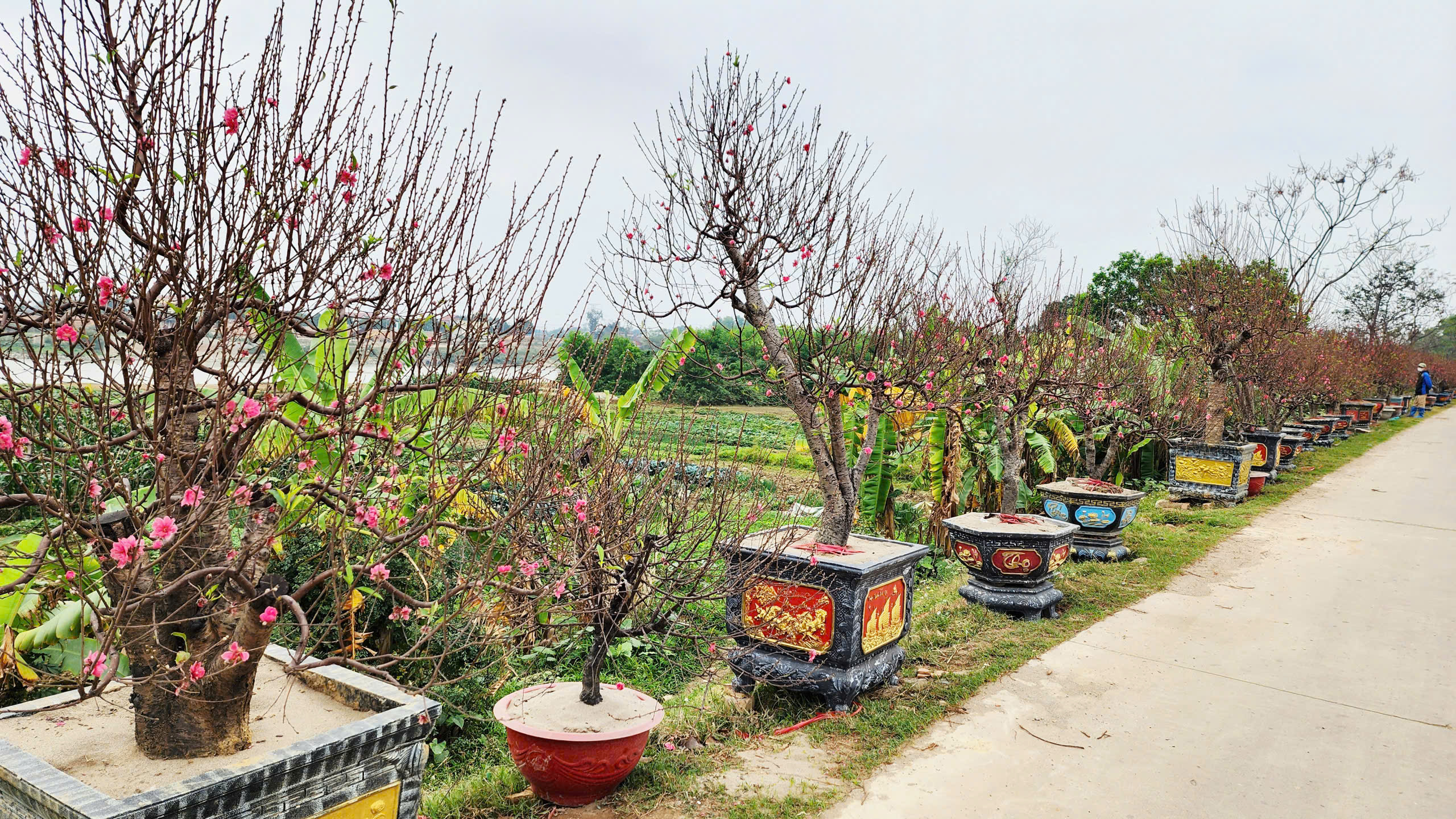 "L&agrave;ng đ&agrave;o Nhật T&acirc;n tr&ecirc;n đất Kinh Bắc" nhộn nhịp v&agrave;o vụ Tết- Ảnh 20.