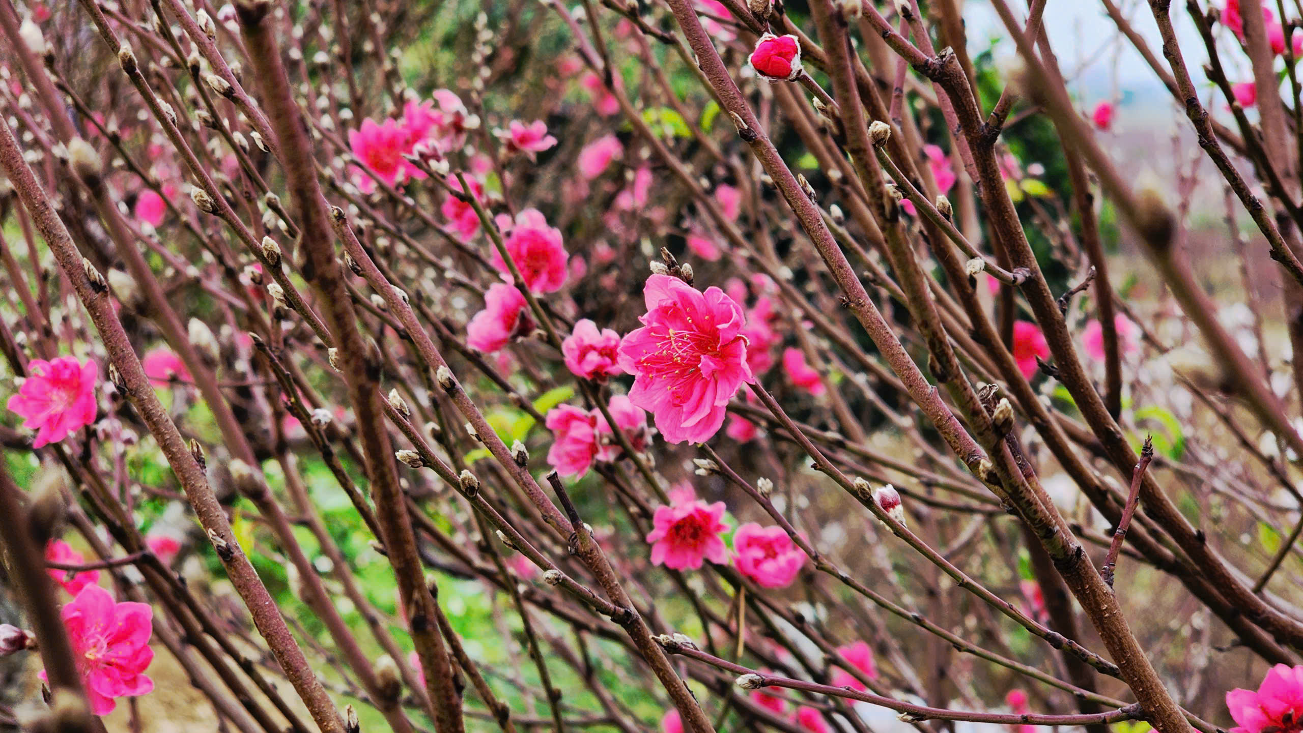 "L&agrave;ng đ&agrave;o Nhật T&acirc;n tr&ecirc;n đất Kinh Bắc" nhộn nhịp v&agrave;o vụ Tết- Ảnh 24.