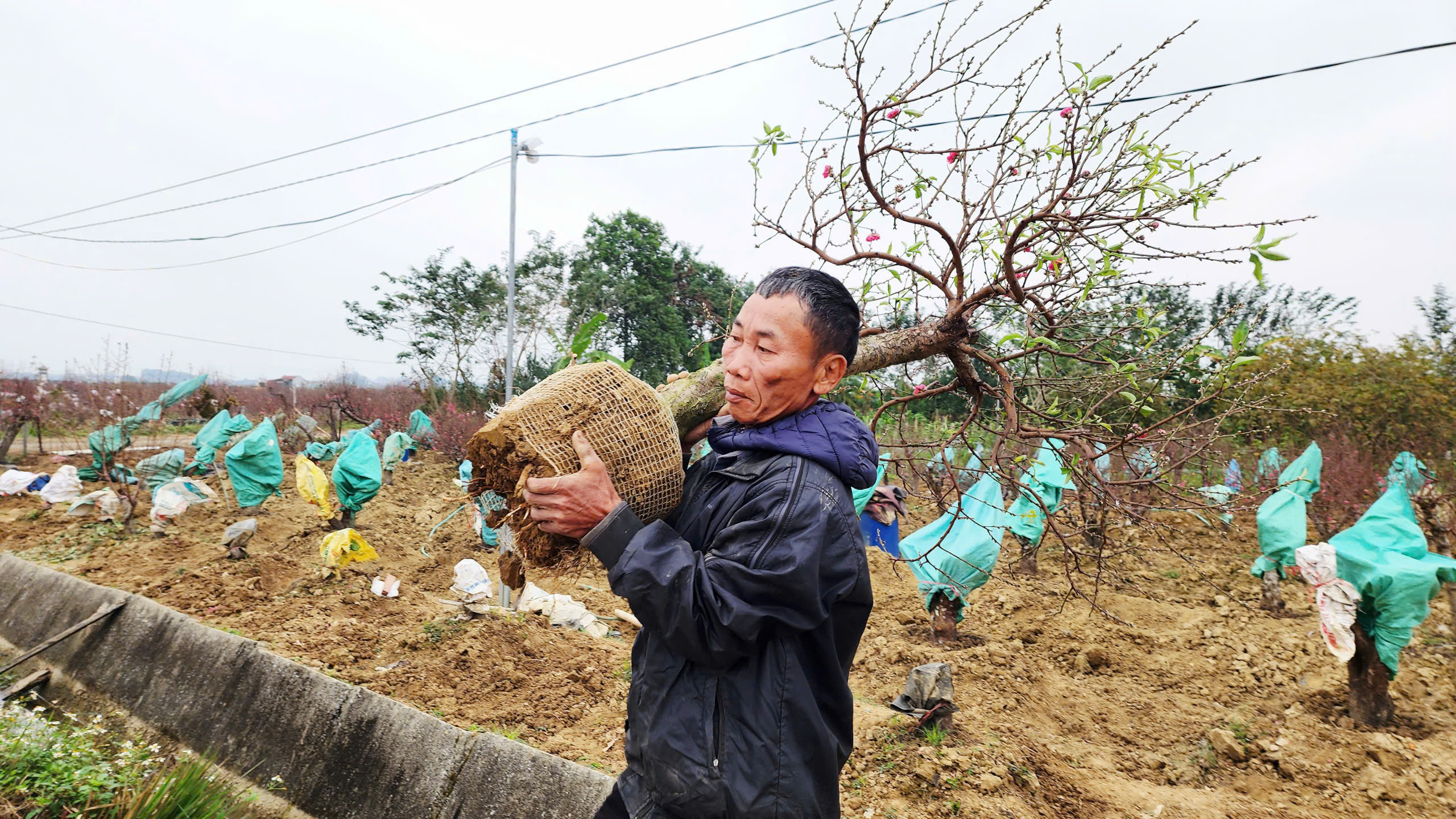"L&agrave;ng đ&agrave;o Nhật T&acirc;n tr&ecirc;n đất Kinh Bắc" nhộn nhịp v&agrave;o vụ Tết- Ảnh 23.