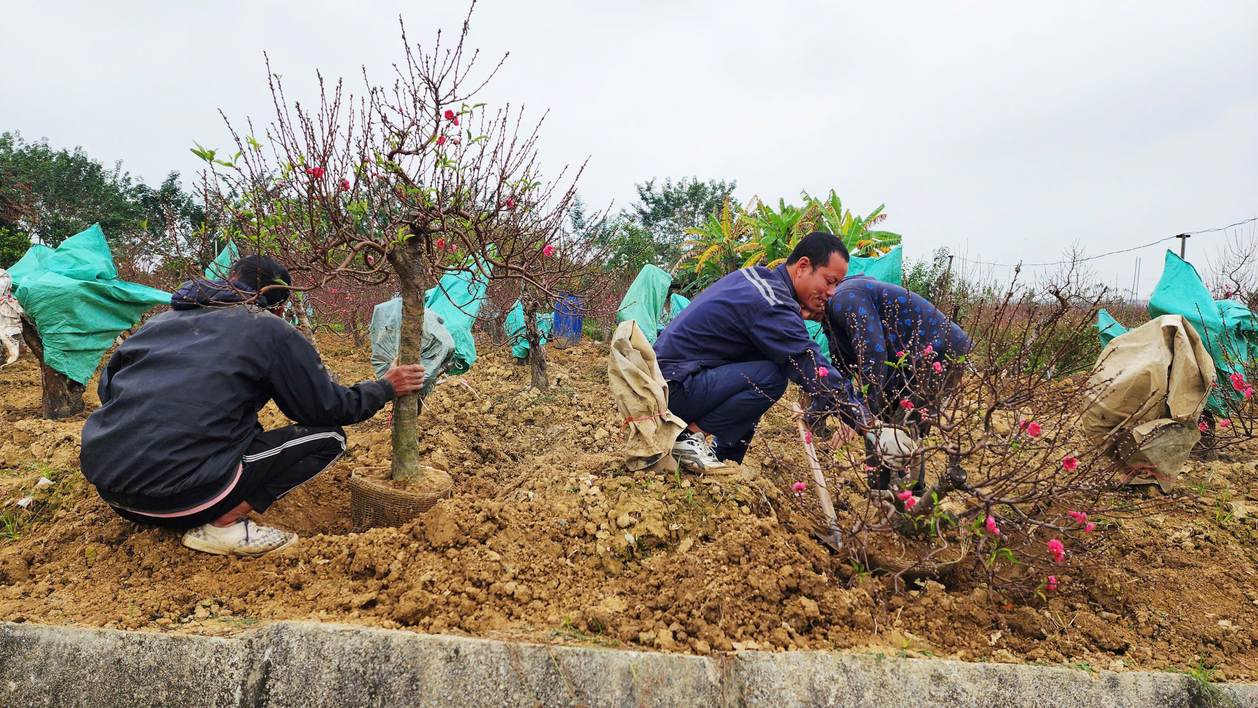 "L&agrave;ng đ&agrave;o Nhật T&acirc;n tr&ecirc;n đất Kinh Bắc" nhộn nhịp v&agrave;o vụ Tết- Ảnh 22.