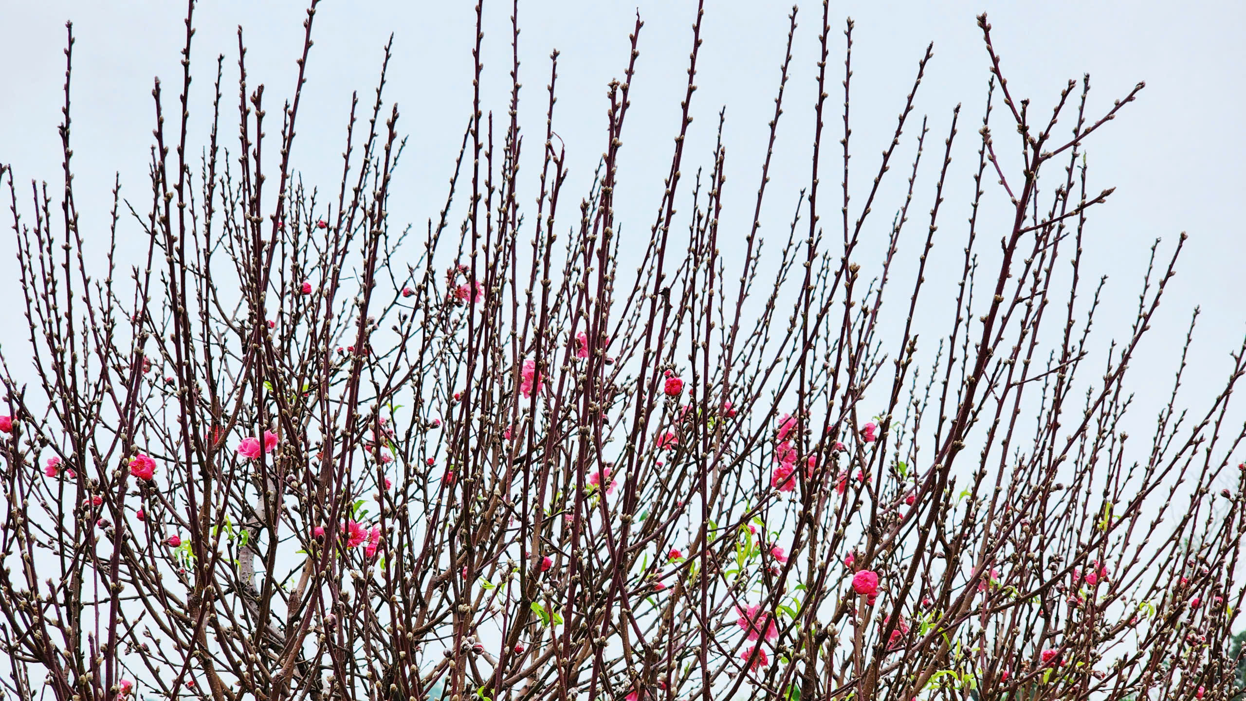 "L&agrave;ng đ&agrave;o Nhật T&acirc;n tr&ecirc;n đất Kinh Bắc" nhộn nhịp v&agrave;o vụ Tết- Ảnh 27.