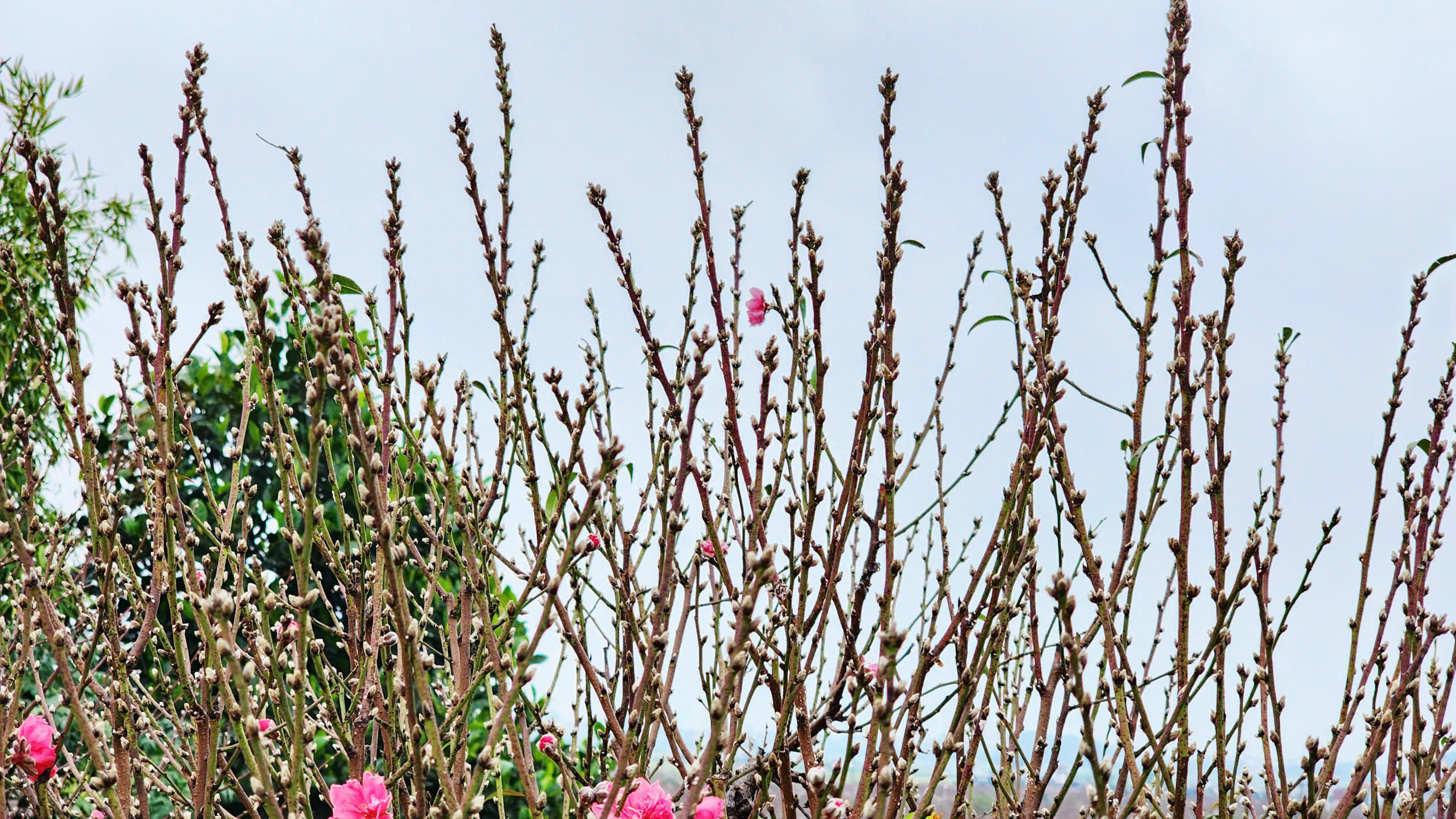"L&agrave;ng đ&agrave;o Nhật T&acirc;n tr&ecirc;n đất Kinh Bắc" nhộn nhịp v&agrave;o vụ Tết- Ảnh 26.