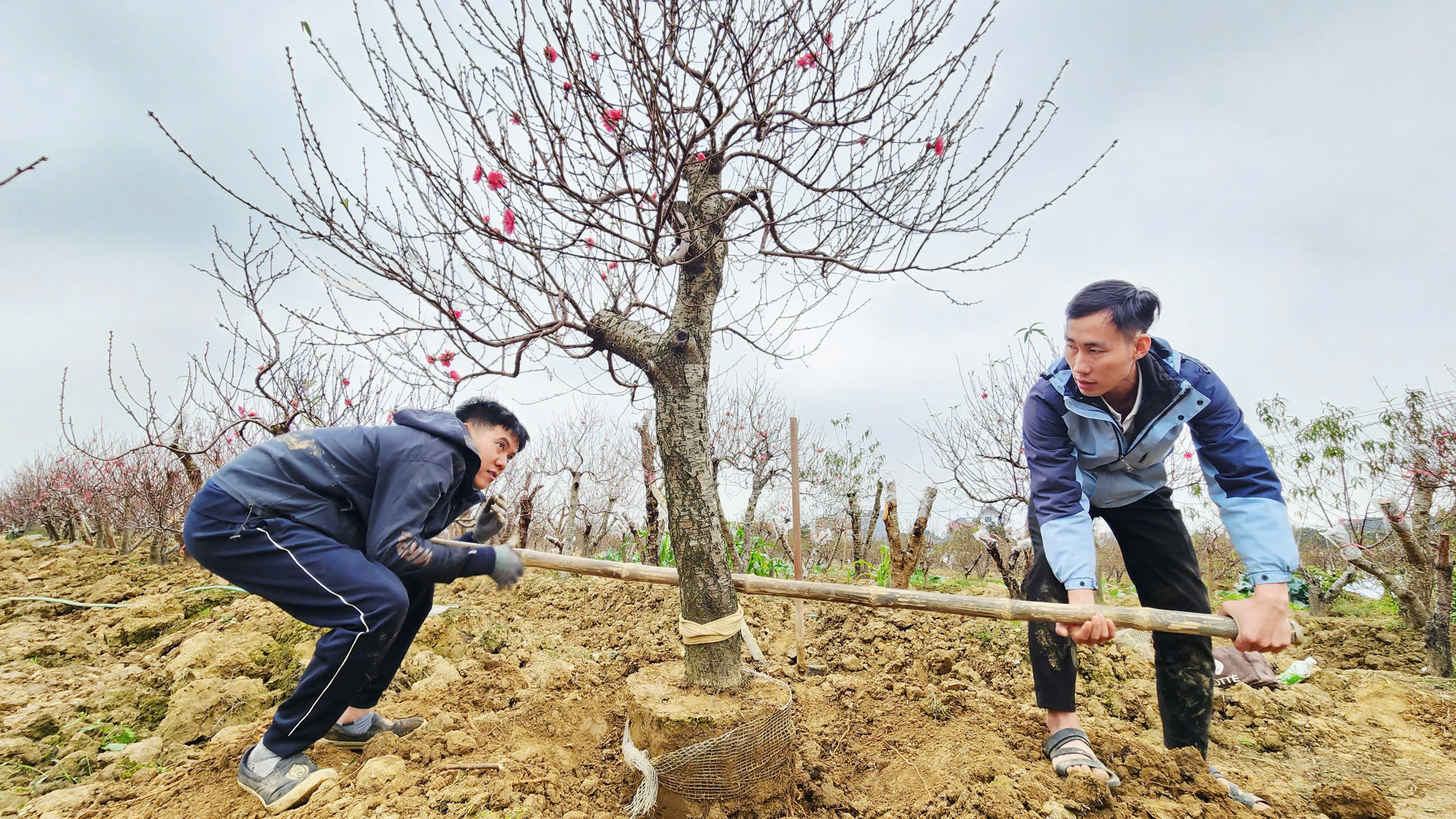 "L&agrave;ng đ&agrave;o Nhật T&acirc;n tr&ecirc;n đất Kinh Bắc" nhộn nhịp v&agrave;o vụ Tết- Ảnh 6.