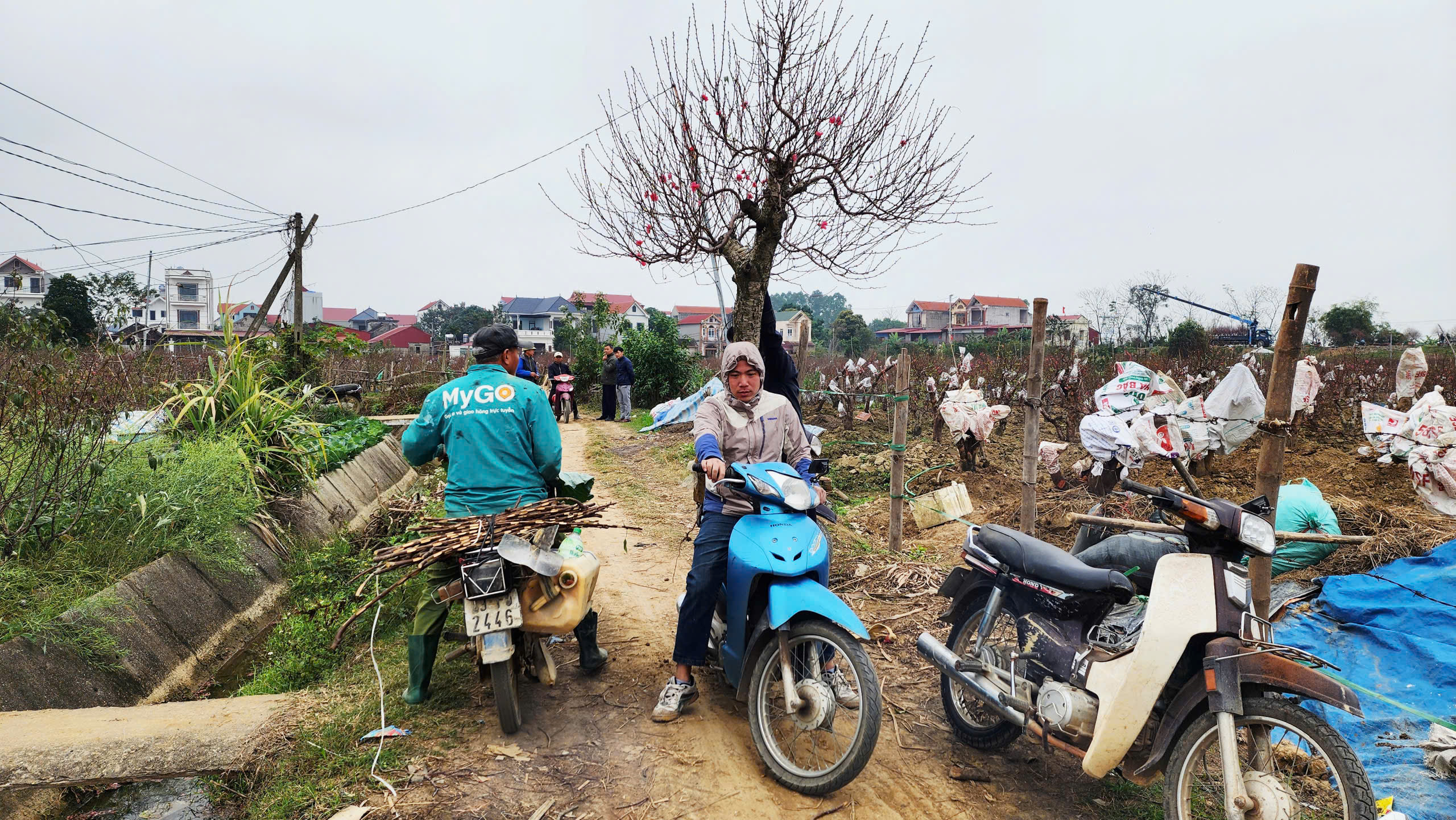 "L&agrave;ng đ&agrave;o Nhật T&acirc;n tr&ecirc;n đất Kinh Bắc" nhộn nhịp v&agrave;o vụ Tết- Ảnh 8.