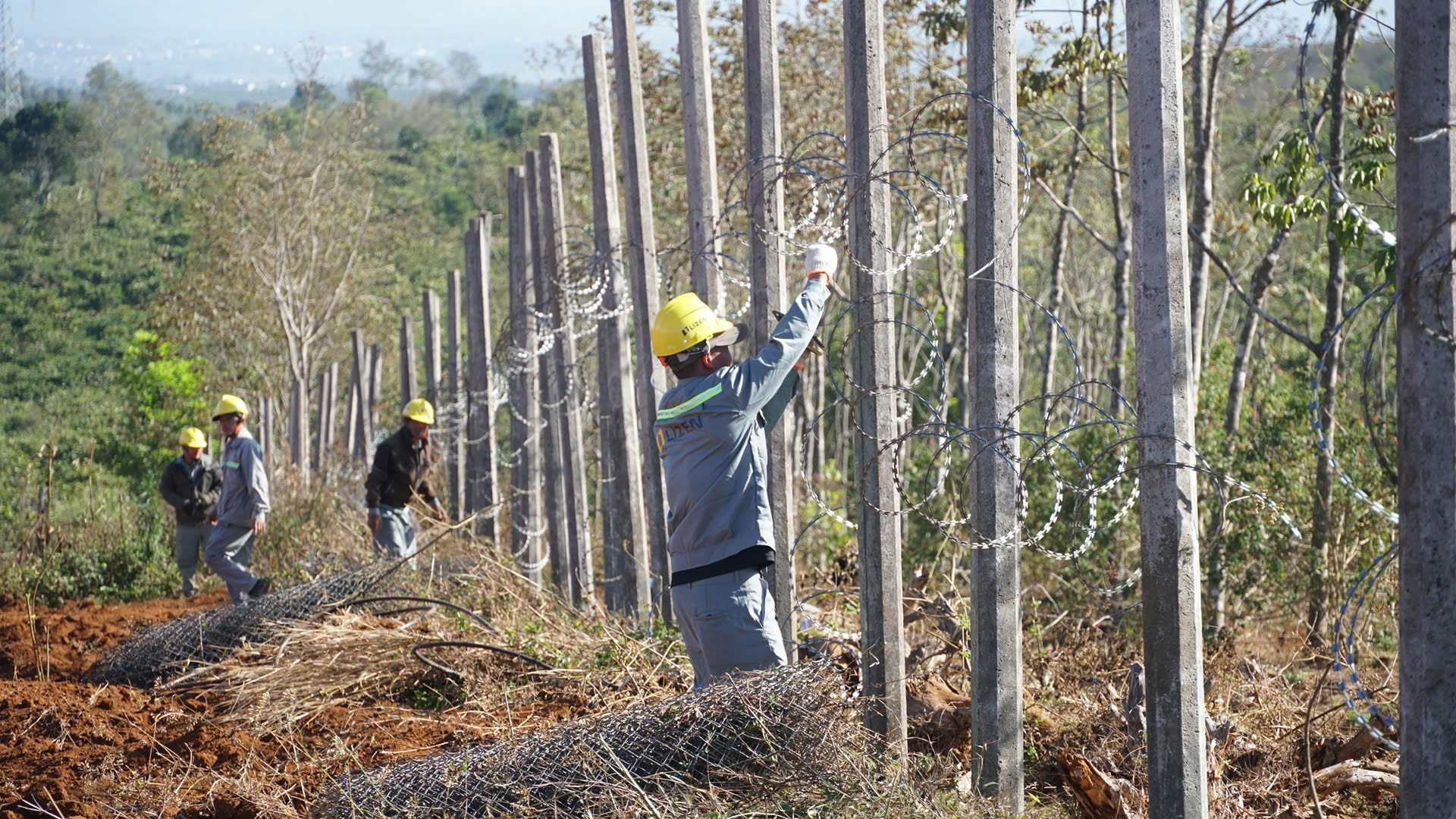 Người d&acirc;n Gia Lai chặt bỏ vườn c&agrave; ph&ecirc; tiền tỷ, giao mặt bằng l&agrave;m cao tốc Quy Nhơn - Pleiku- Ảnh 7.