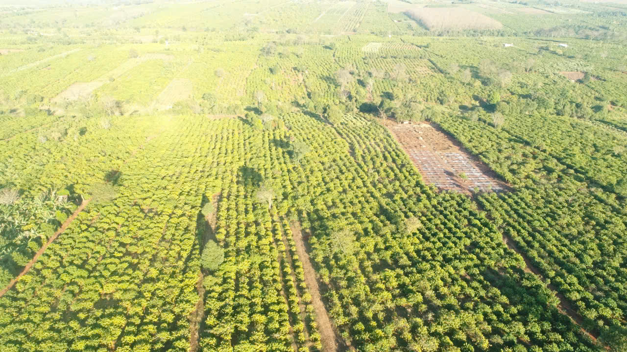 Người d&acirc;n Gia Lai chặt bỏ vườn c&agrave; ph&ecirc; tiền tỷ, giao mặt bằng l&agrave;m cao tốc Quy Nhơn - Pleiku- Ảnh 6.