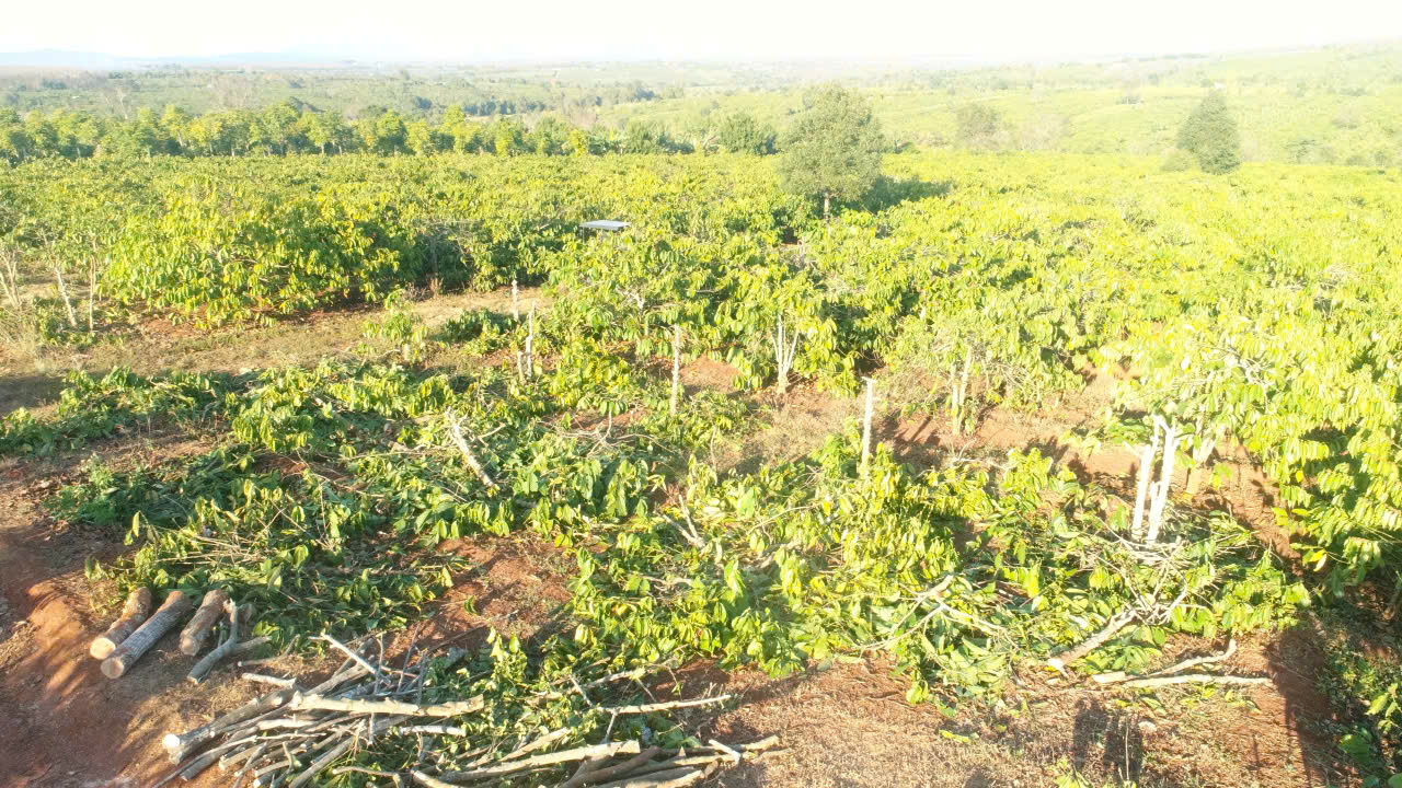 Người d&acirc;n Gia Lai chặt bỏ vườn c&agrave; ph&ecirc; tiền tỷ, giao mặt bằng l&agrave;m cao tốc Quy Nhơn - Pleiku- Ảnh 1.
