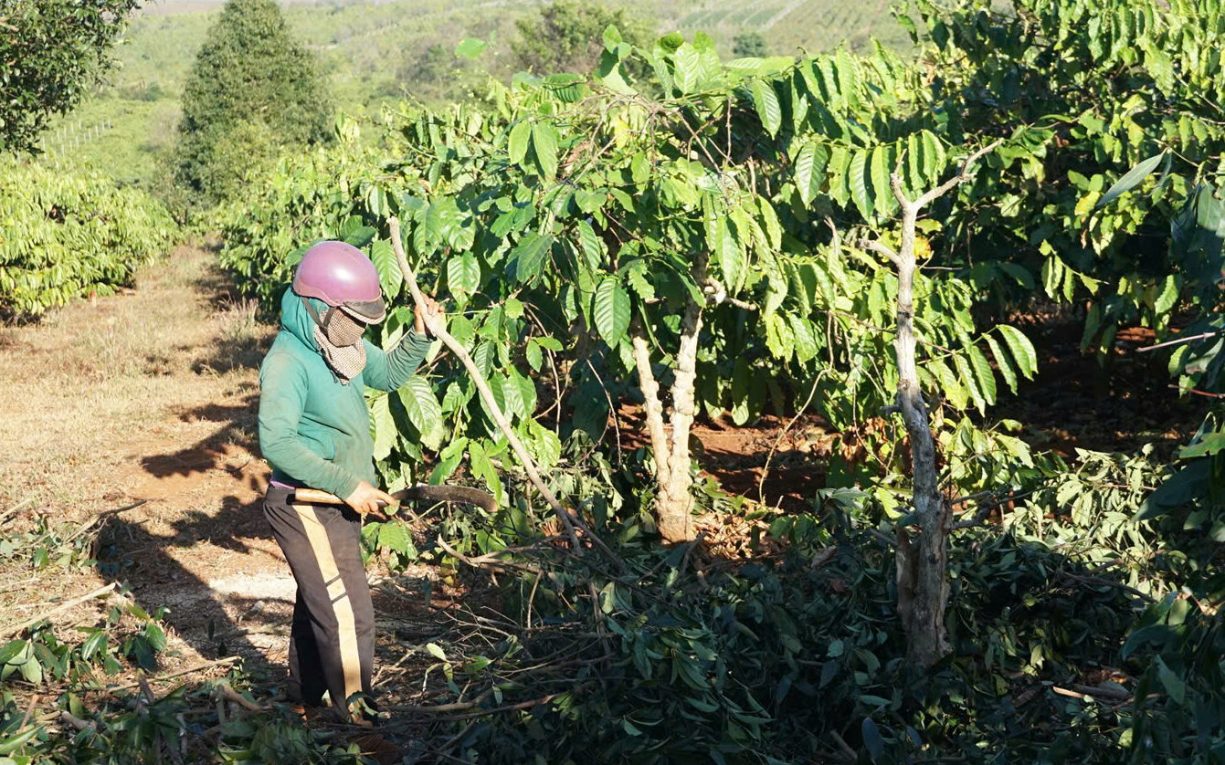 Người d&acirc;n Gia Lai chặt bỏ vườn c&agrave; ph&ecirc; tiền tỷ, giao mặt bằng l&agrave;m cao tốc Quy Nhơn - Pleiku- Ảnh 2.