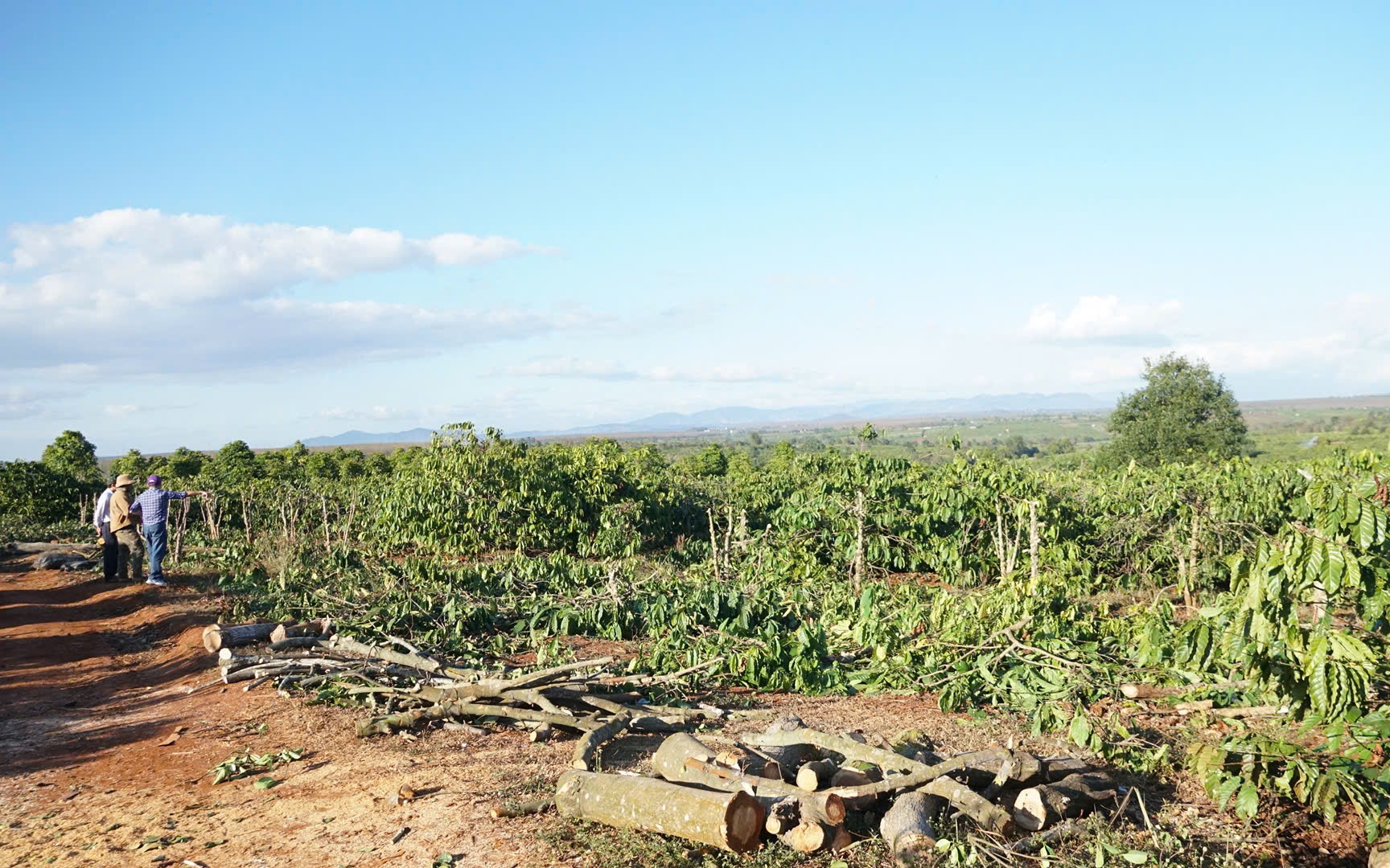 Người d&acirc;n Gia Lai chặt bỏ vườn c&agrave; ph&ecirc; tiền tỷ, giao mặt bằng l&agrave;m cao tốc Quy Nhơn - Pleiku