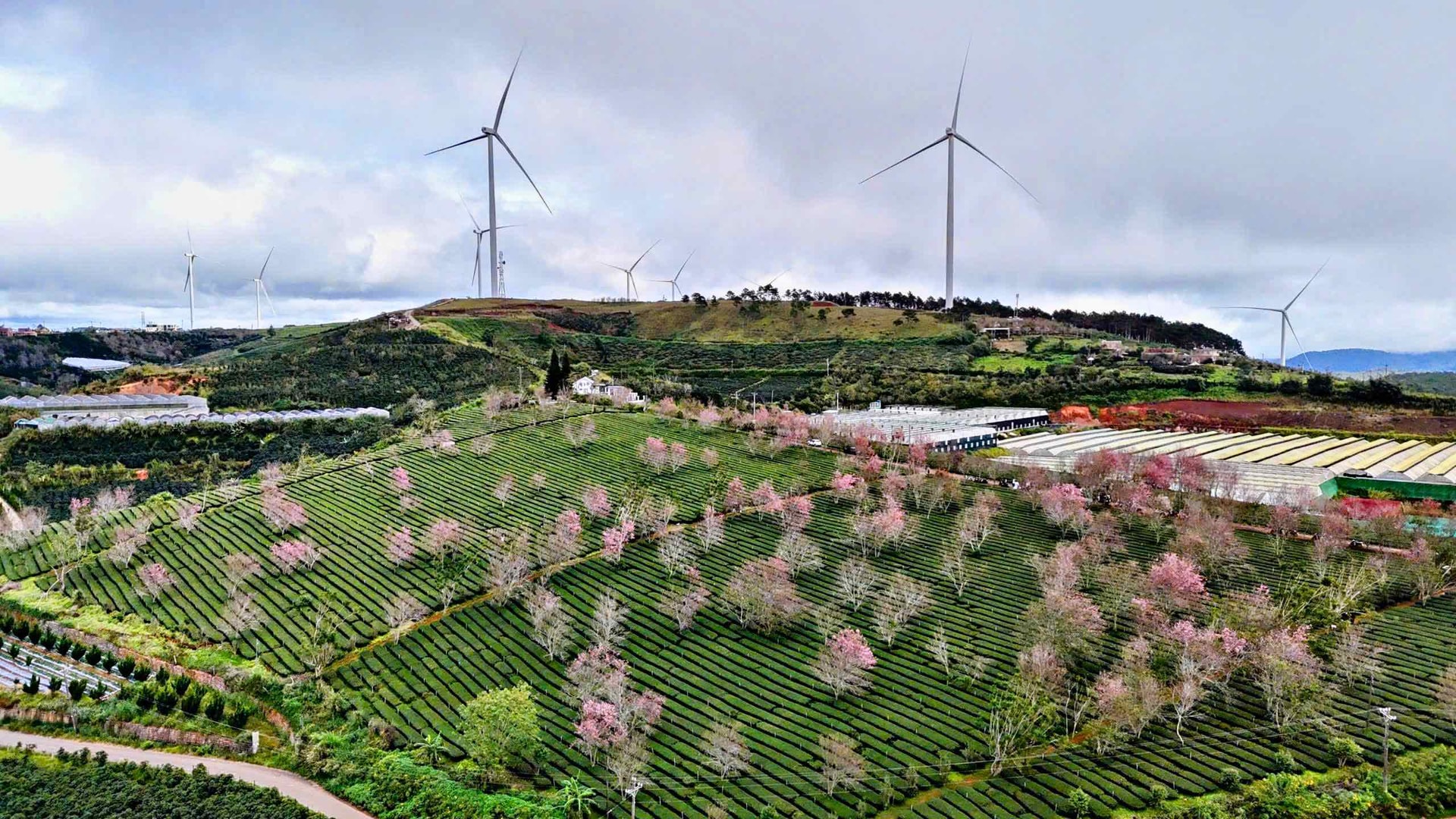 L&acirc;m Đồng: Doanh thu du lịch dịp Tết Dương lịch ước đạt khoảng 1.200 tỷ đồng- Ảnh 1.