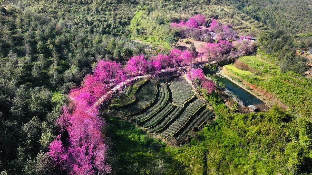 Du kh&aacute;ch đổ về M&ugrave; Cang Chải chi&ecirc;m ngưỡng hoa tớ d&agrave;y- Ảnh 5.