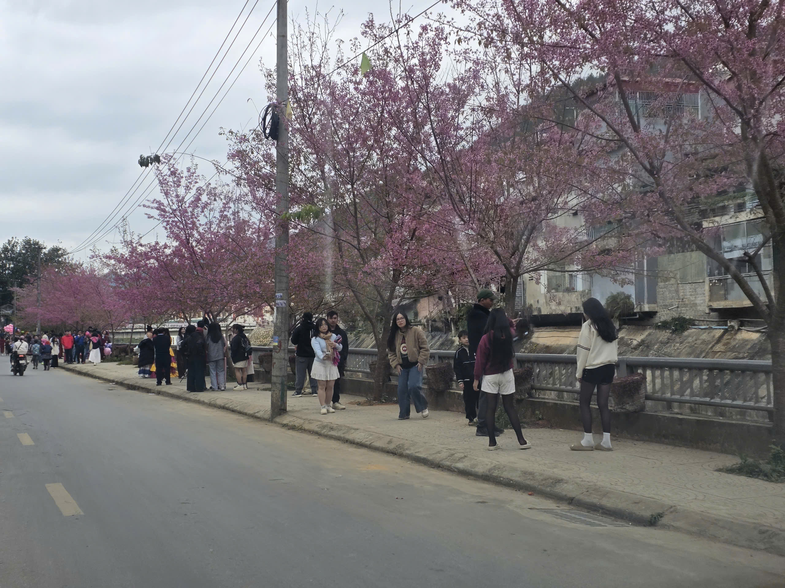 Du kh&aacute;ch đổ về M&ugrave; Cang Chải chi&ecirc;m ngưỡng hoa tớ d&agrave;y- Ảnh 2.