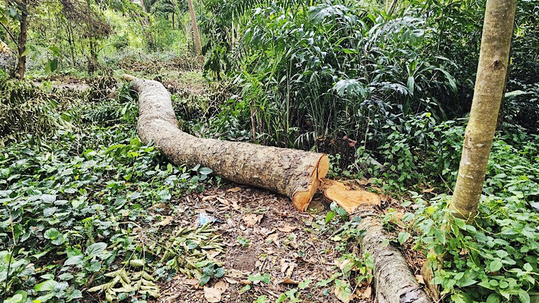 Cần Thơ chuyển vụ đốn hạ 42 cây xanh tại Khu văn hóa Hồ Nước Ngọt sang cơ quan điều tra - Ảnh 2. Cần Thơ chuyển vụ đốn hạ 42 cây xanh tại Khu văn hóa Hồ Nước Ngọt sang cơ quan điều tra - Ảnh 2.