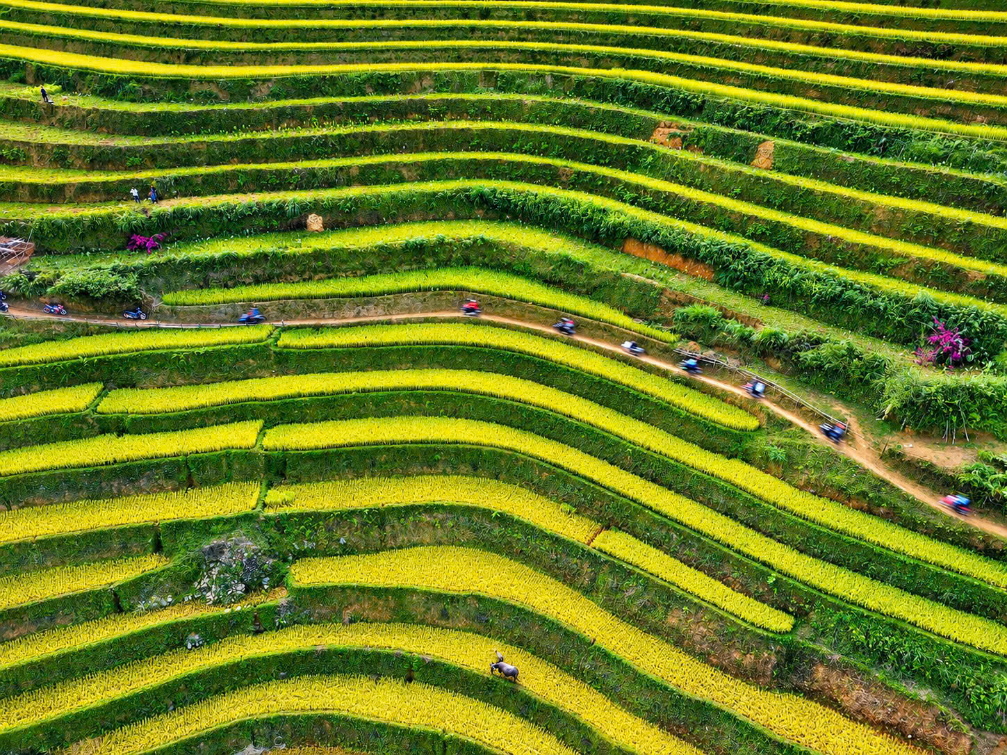 Độc đáo hình ảnh phụ nữ Mông mặc váy chạy trên ruộng bậc thang ở Lào Cai- Ảnh 5.
