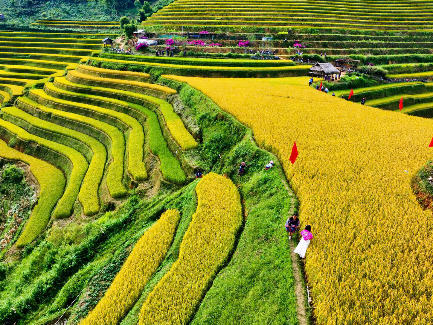 Độc đáo hình ảnh phụ nữ Mông mặc váy chạy trên ruộng bậc thang ở Lào Cai- Ảnh 13.