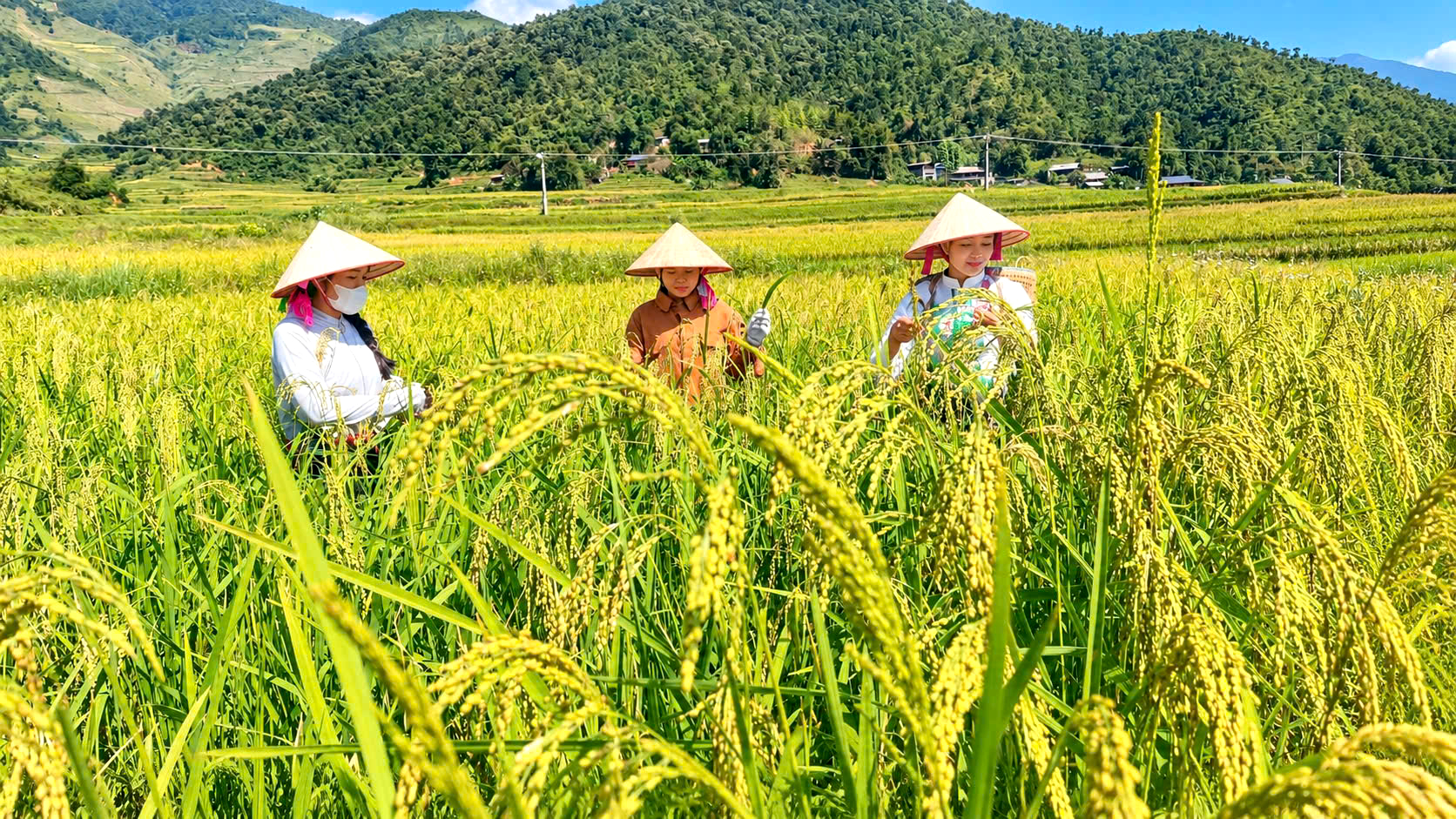 Về Tú Lệ, xem người Thái giữ nghề làm cốm truyền thống, lưu hương vị núi rừng- Ảnh 3.