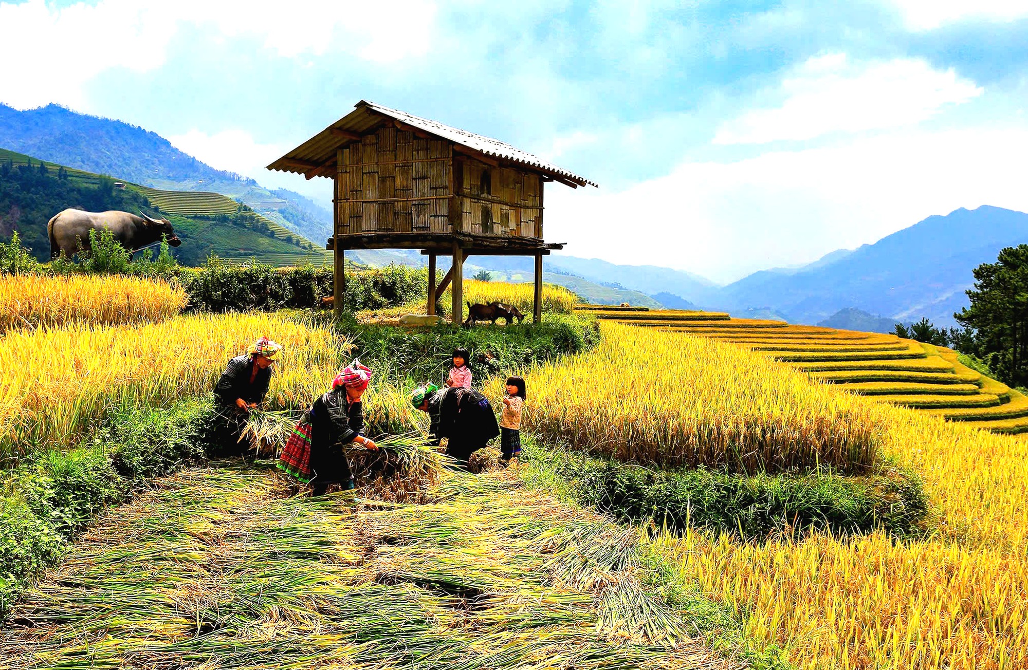 Độc đ&aacute;o cảnh đập l&uacute;a bằng Pảng Thống của người M&ocirc;ng ở M&ugrave; Cang Chải- Ảnh 5.
