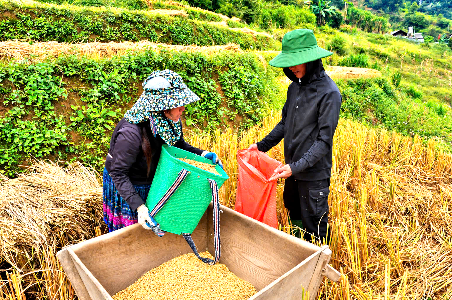 Độc đ&aacute;o cảnh đập l&uacute;a bằng Pảng Thống của người M&ocirc;ng ở M&ugrave; Cang Chải- Ảnh 13.