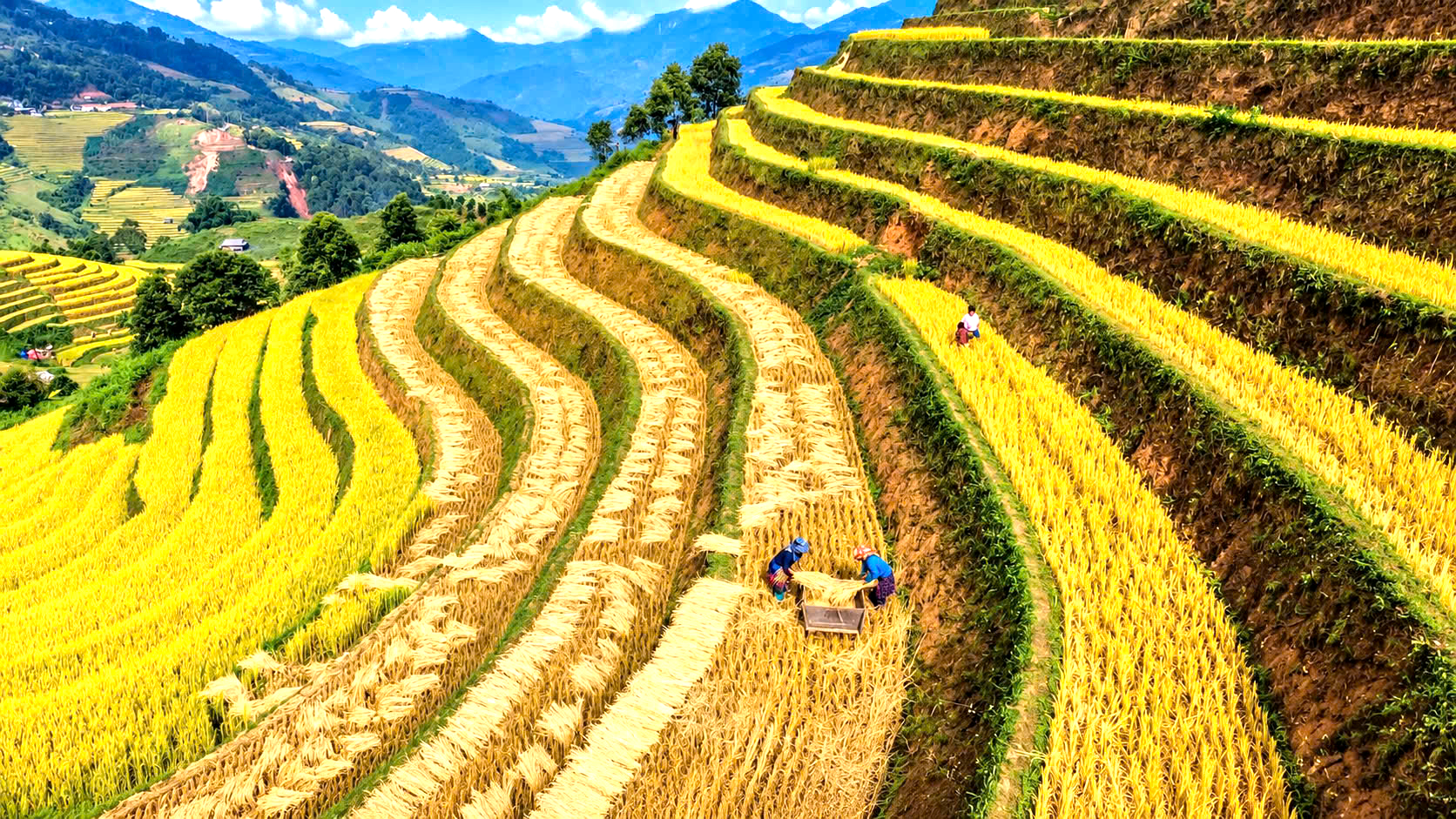 Độc đ&aacute;o cảnh đập l&uacute;a bằng Pảng Thống của người M&ocirc;ng ở M&ugrave; Cang Chải- Ảnh 6.
