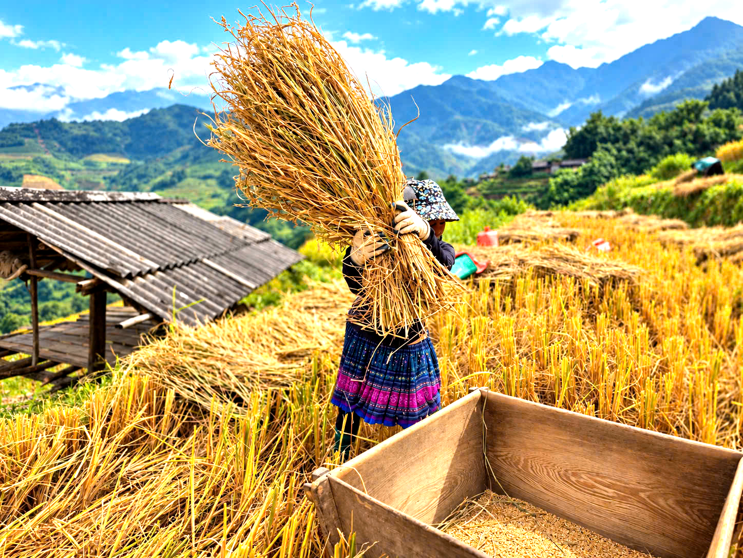 Độc đ&aacute;o cảnh đập l&uacute;a bằng Pảng Thống của người M&ocirc;ng ở M&ugrave; Cang Chải- Ảnh 9.