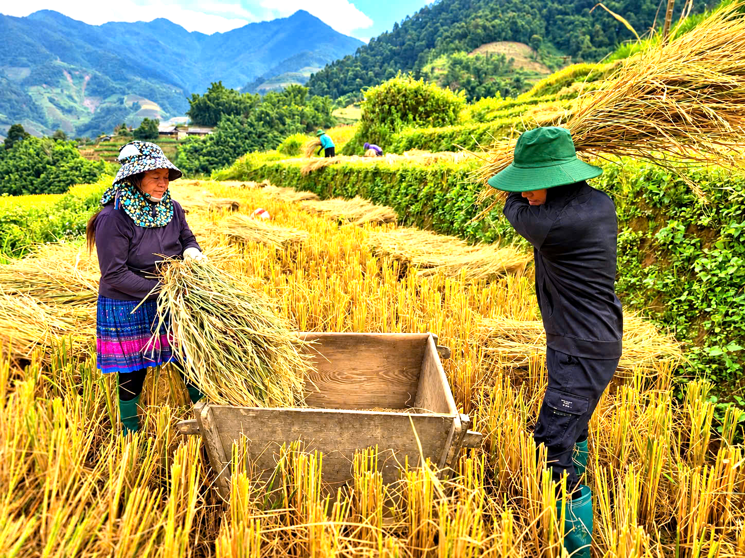 Độc đ&aacute;o cảnh đập l&uacute;a bằng Pảng Thống của người M&ocirc;ng ở M&ugrave; Cang Chải- Ảnh 10.
