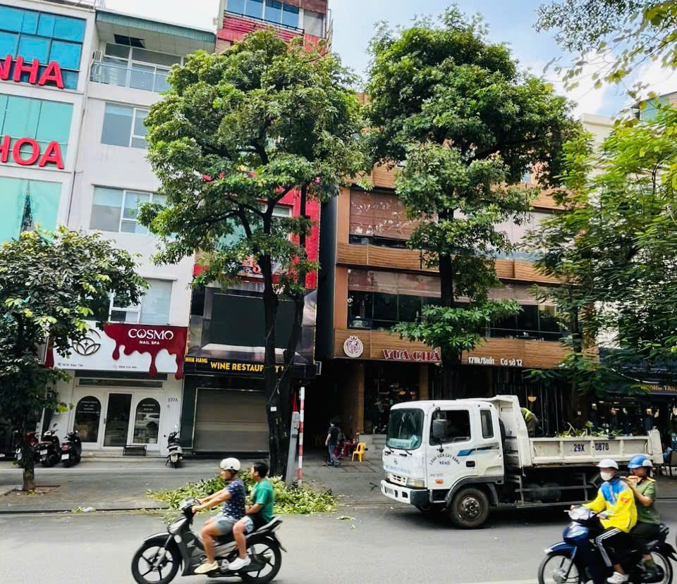 Hà Nội đồng loạt cắt tỉa 992 cây hoa sữa trên 13 tuyến phố - Ảnh 10.
