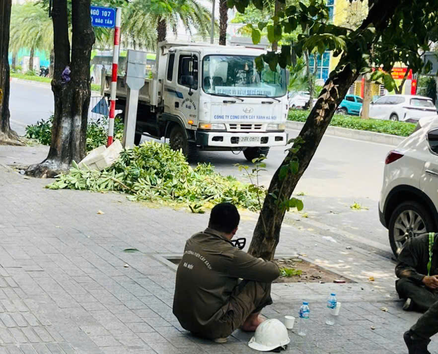 Hà Nội đồng loạt cắt tỉa 992 cây hoa sữa trên 13 tuyến phố - Ảnh 9.