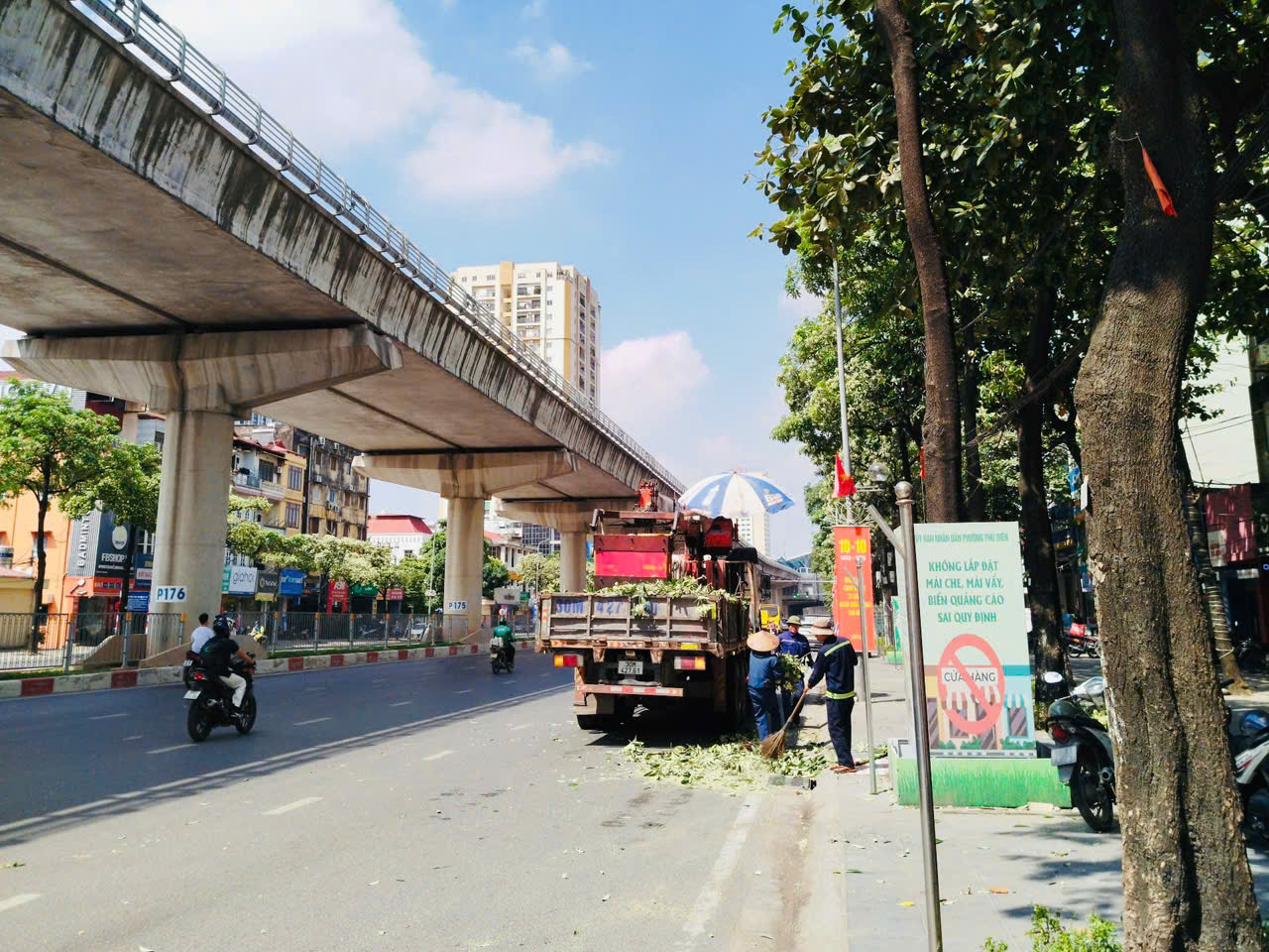 Hà Nội đồng loạt cắt tỉa 992 cây hoa sữa trên 13 tuyến phố - Ảnh 1.